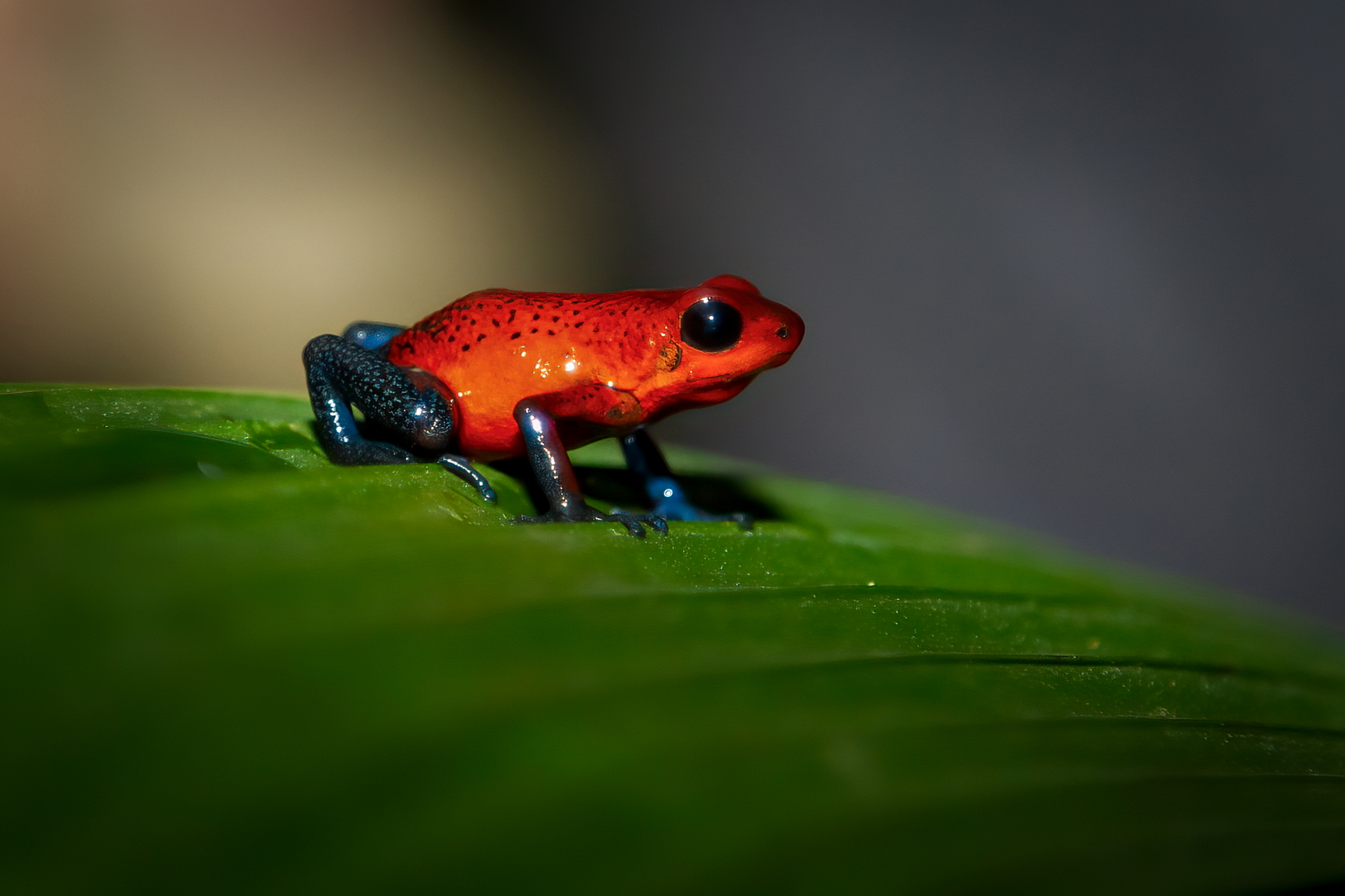Oophaga pumilio