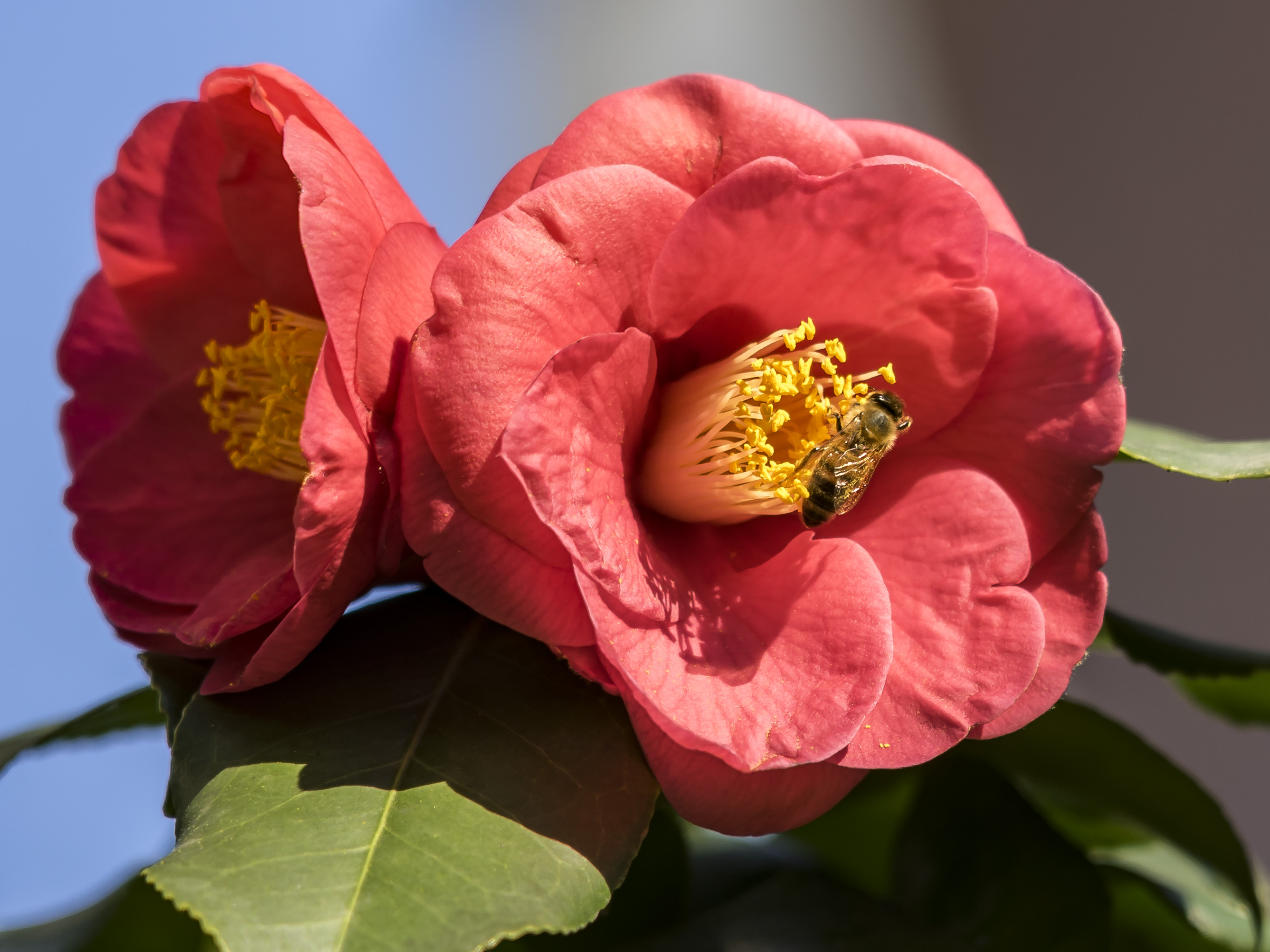 Camelie Sasanqua - 5