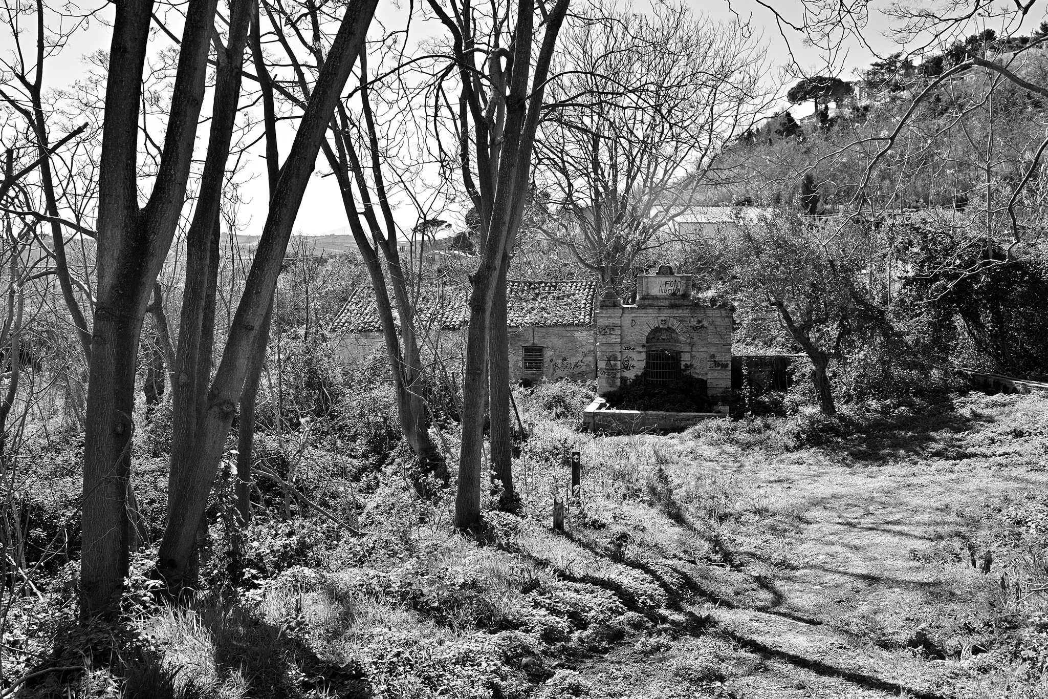 A Paradise to nettles