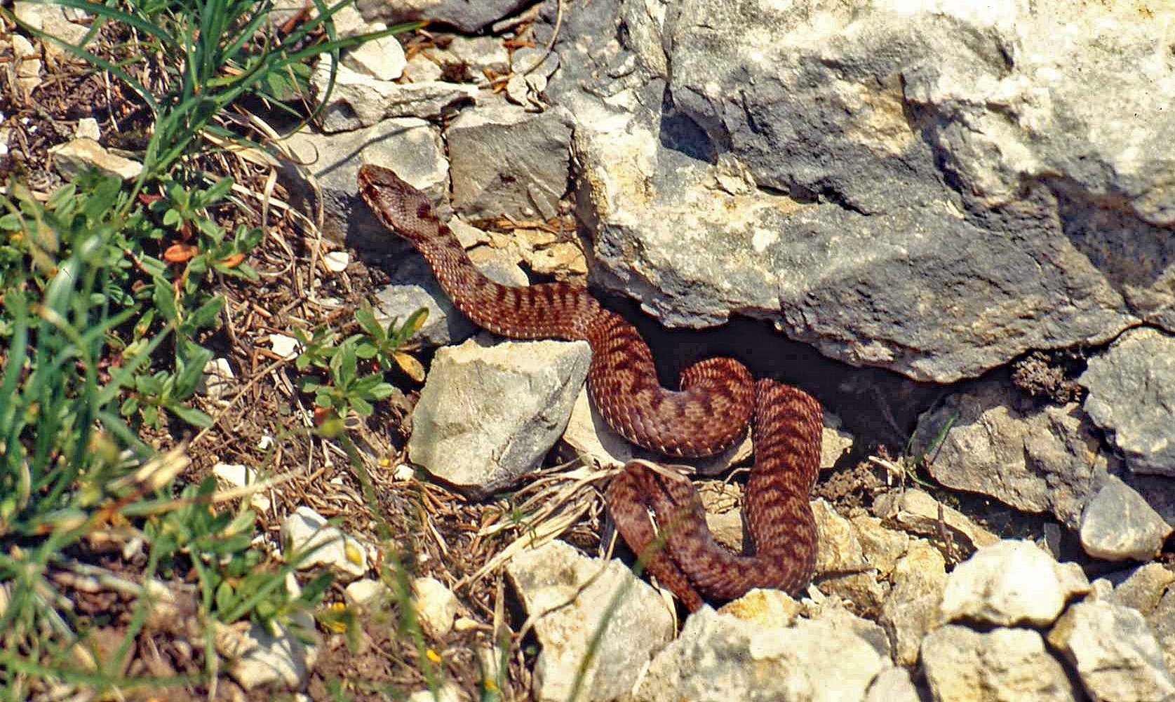 Viper berus (1992, digitized)