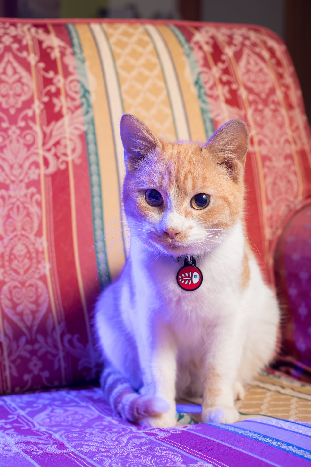 Una gattina di nome Ginger