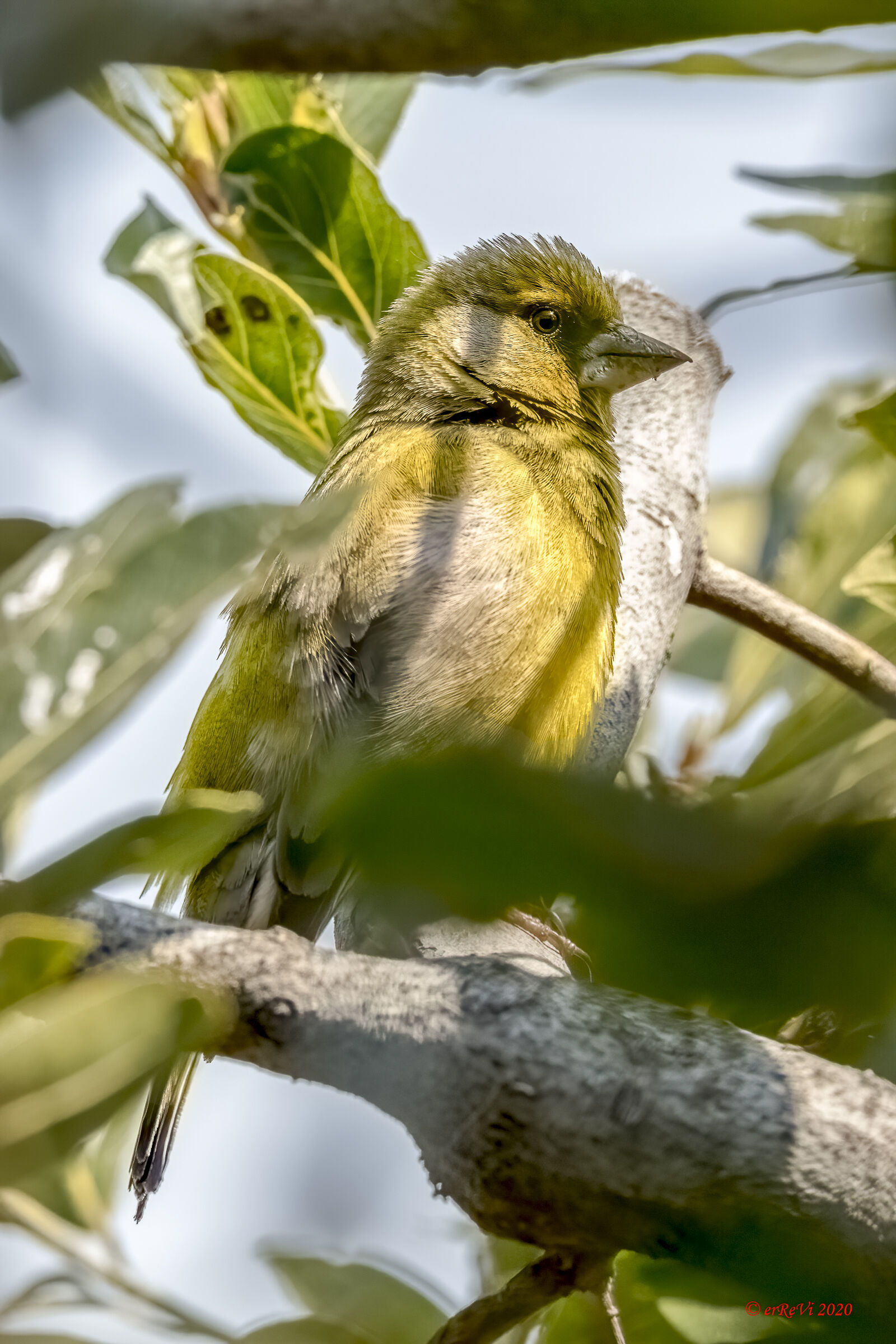 Il verdone nel verde