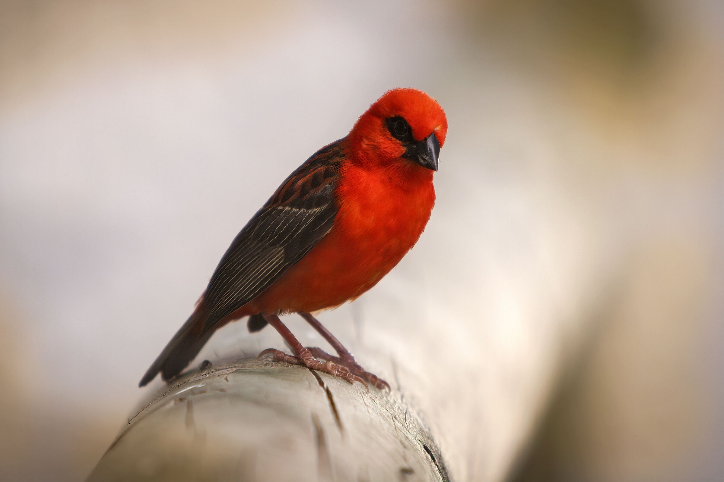 Foudia madagascariensis