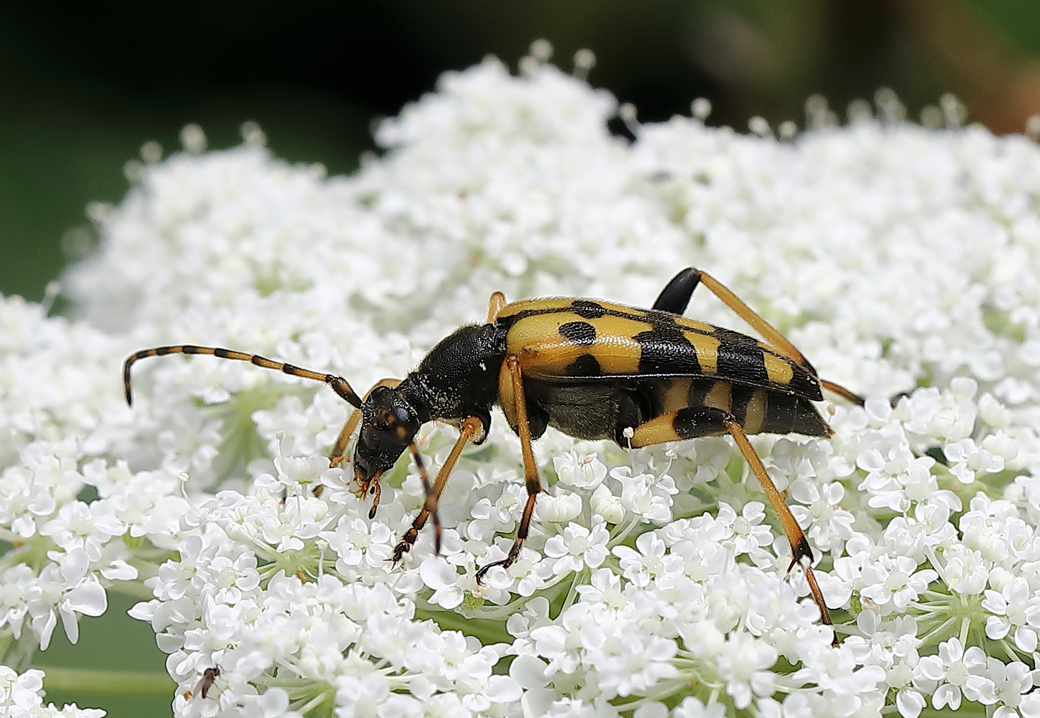 Nebbiù (Belluno) - 15/08/2019