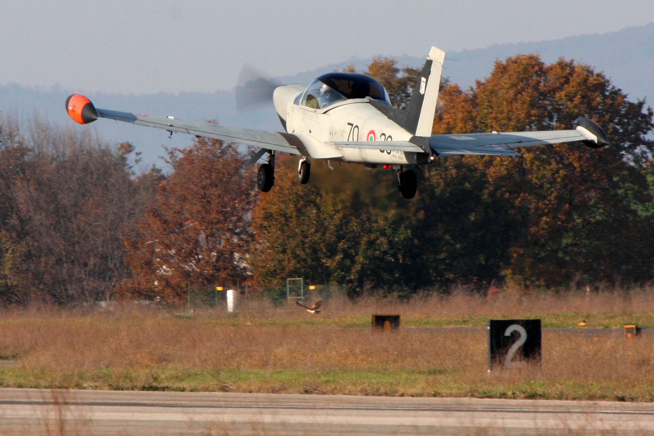 In formation with the cheetah