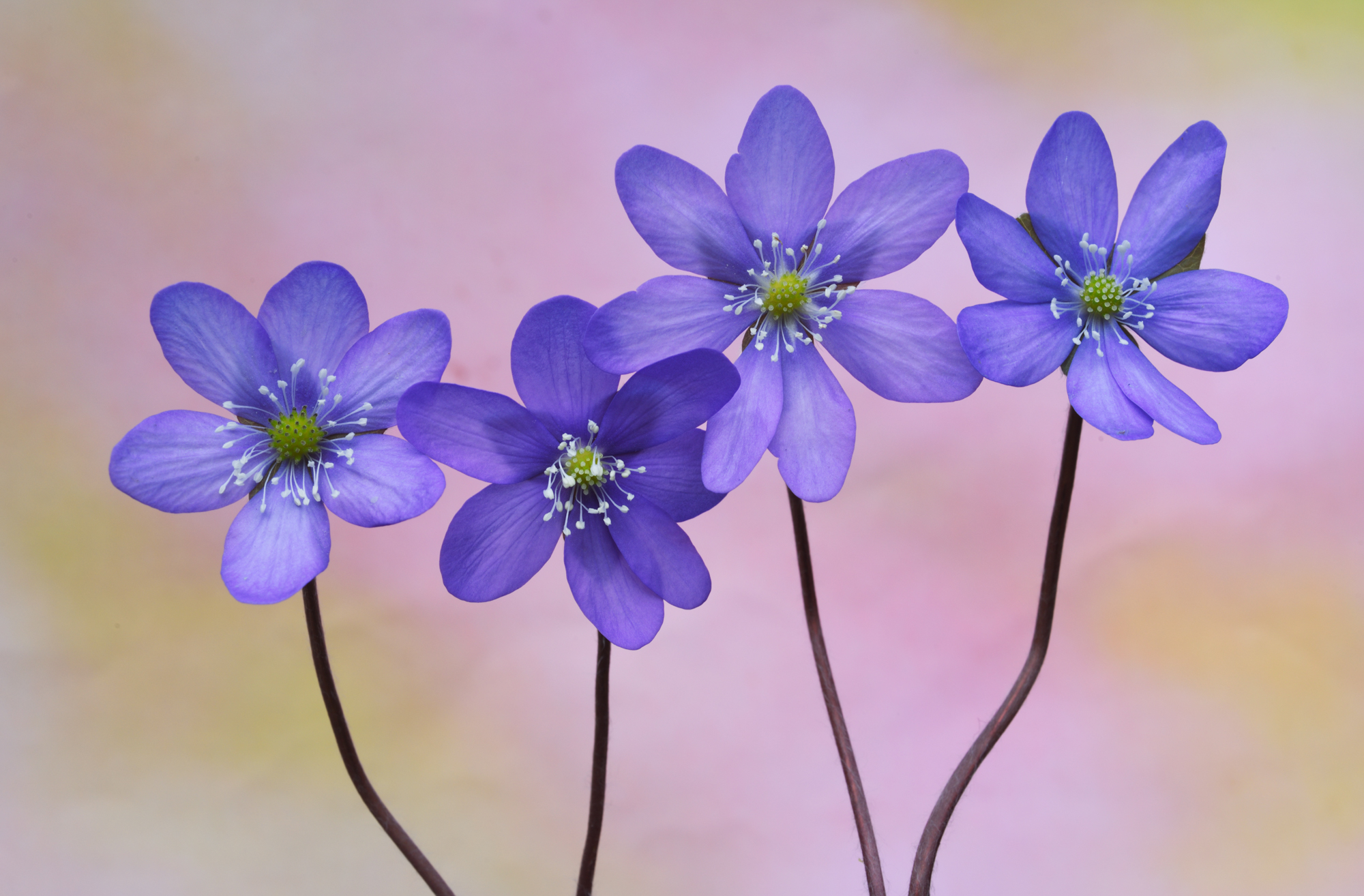 Hepatica nobilis