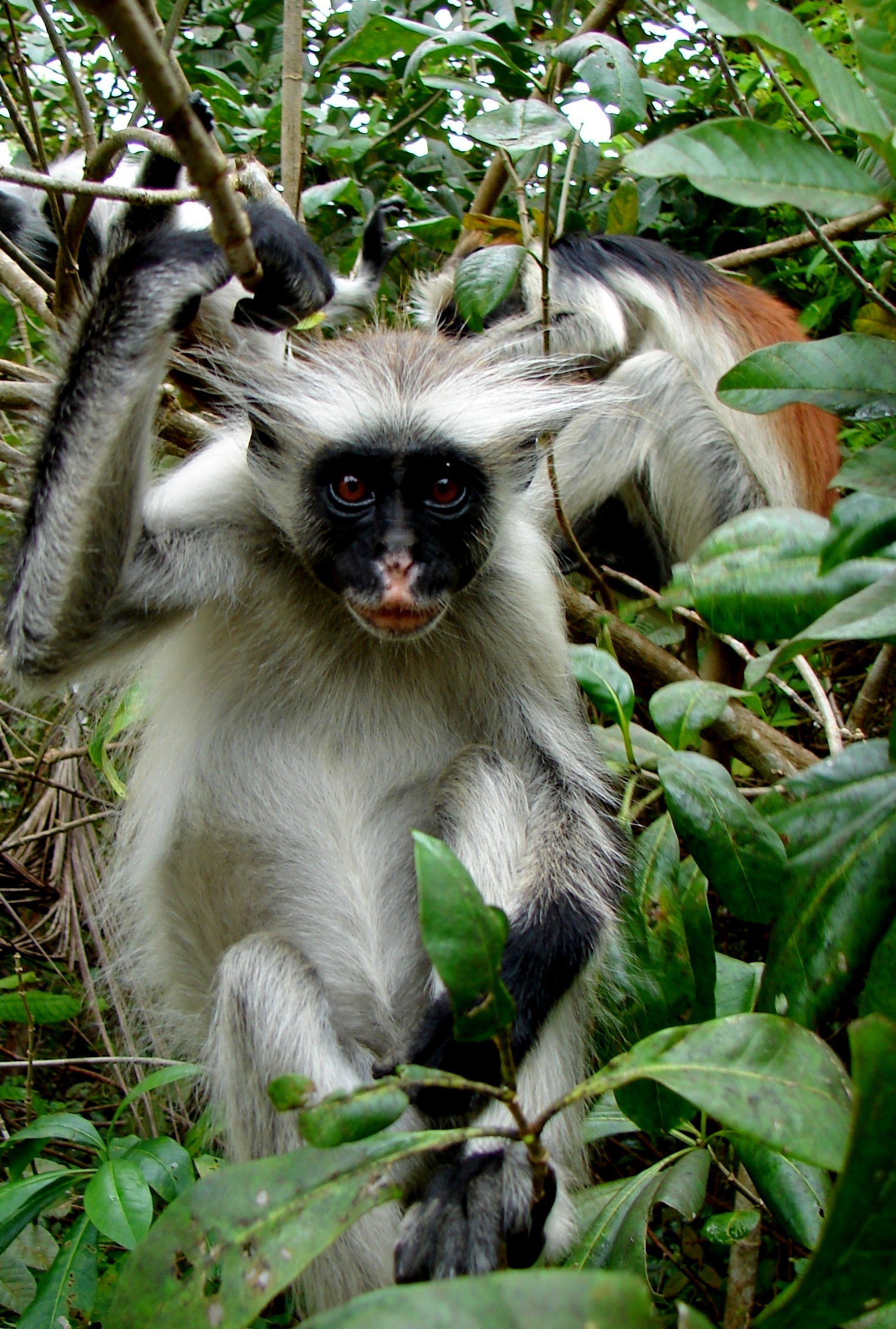 Ehi tu... cos'hai da guardare?!? (Zanzibar)