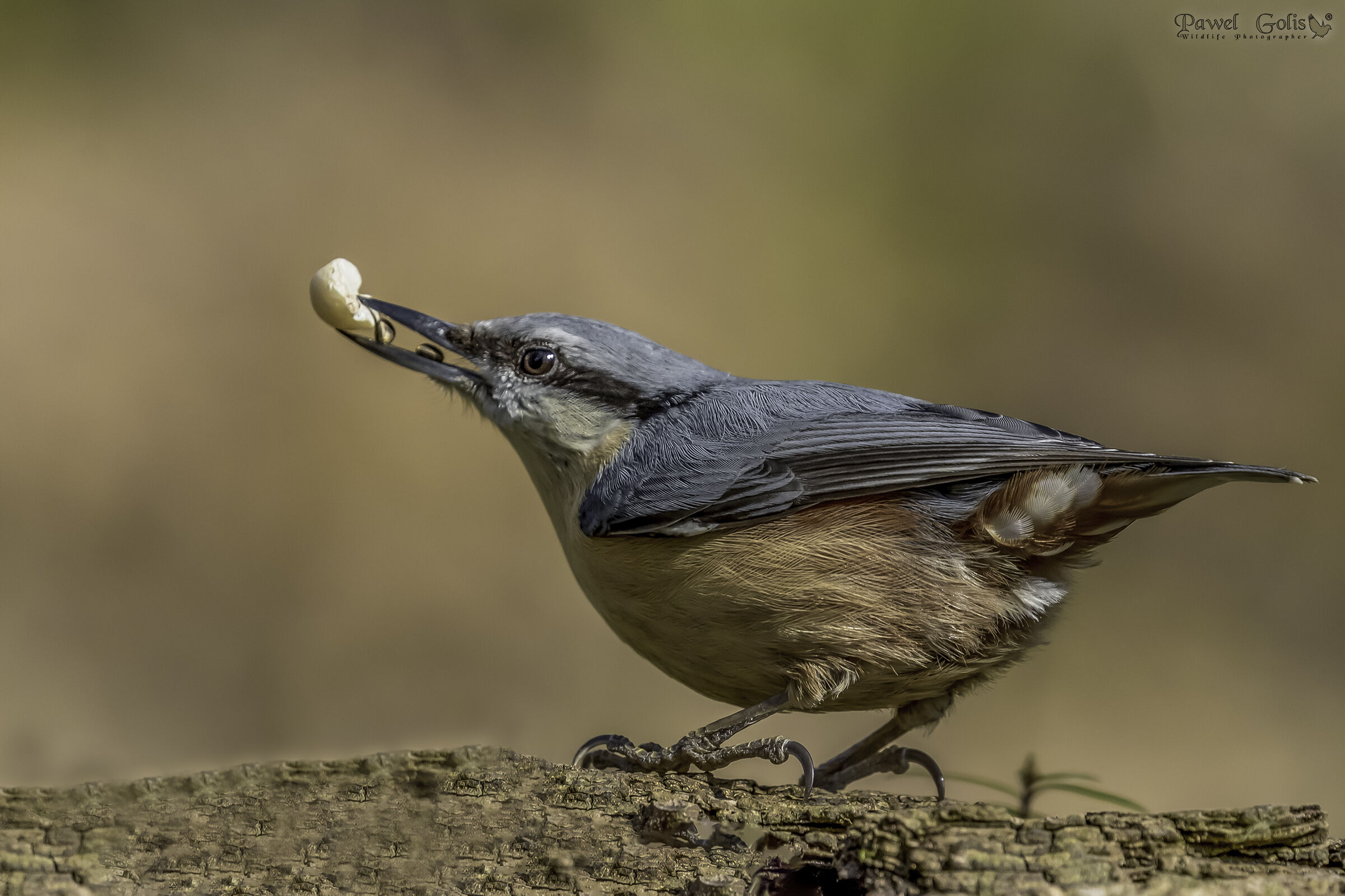 Nuthatch (Sitta europaea)