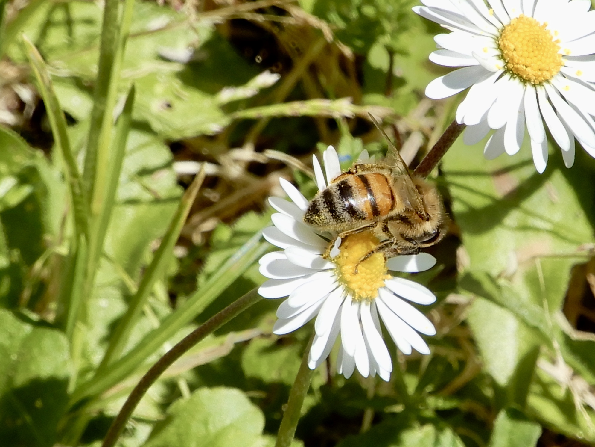 Apis mellifera