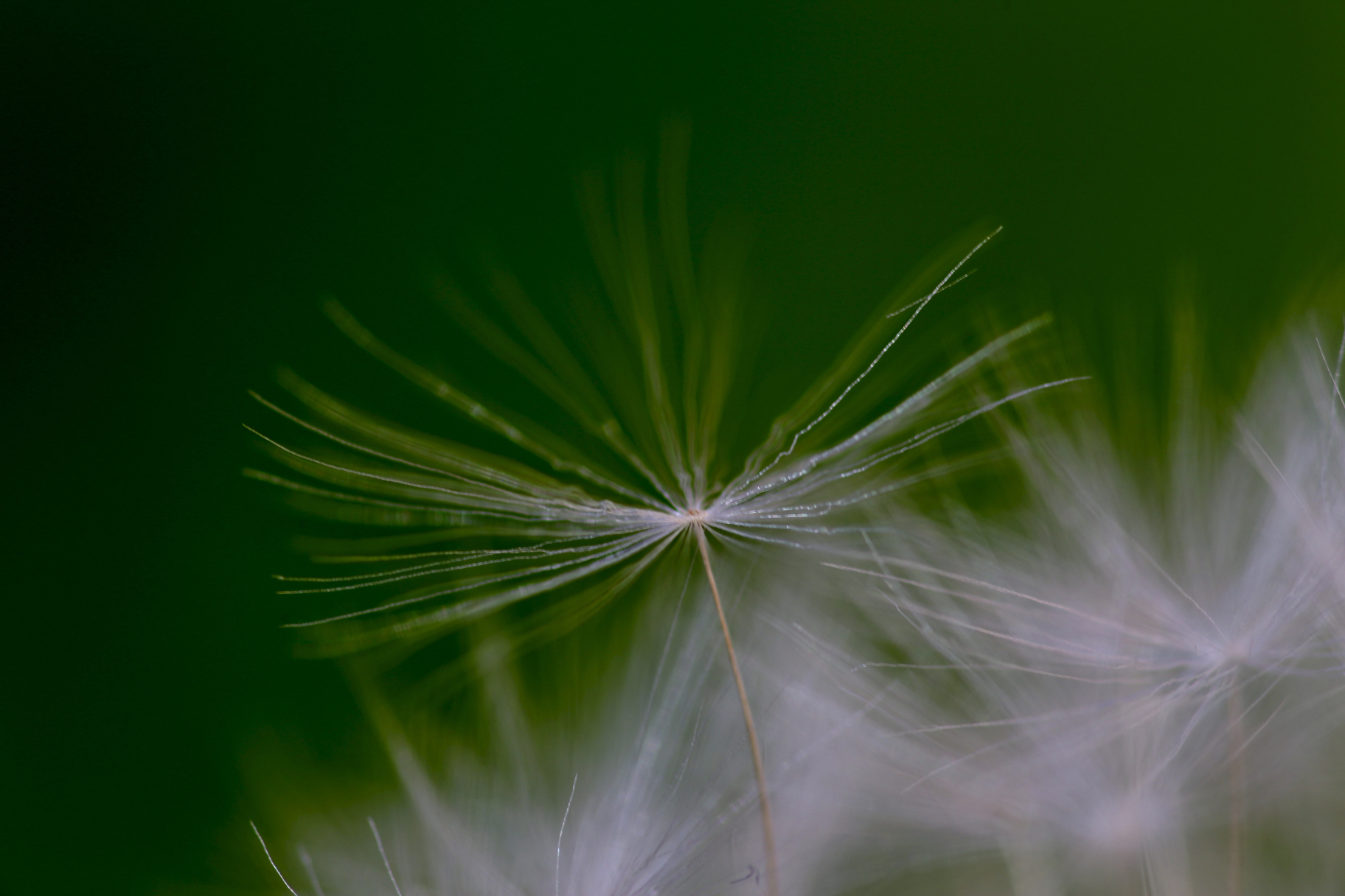 in the garden waiting 4.     Leonardo's Flight