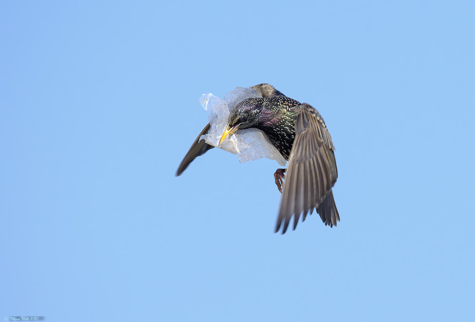 ... Even the starling has the obligation of the mask...