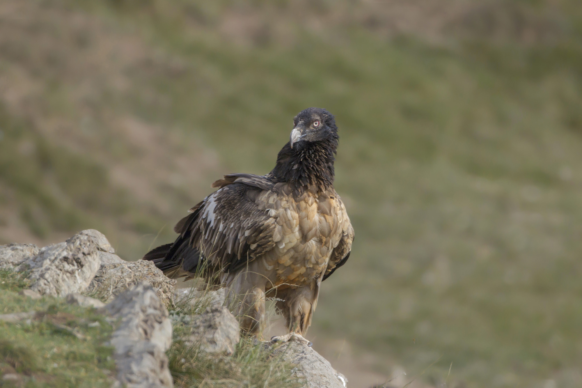 gipeto giovane su roccia