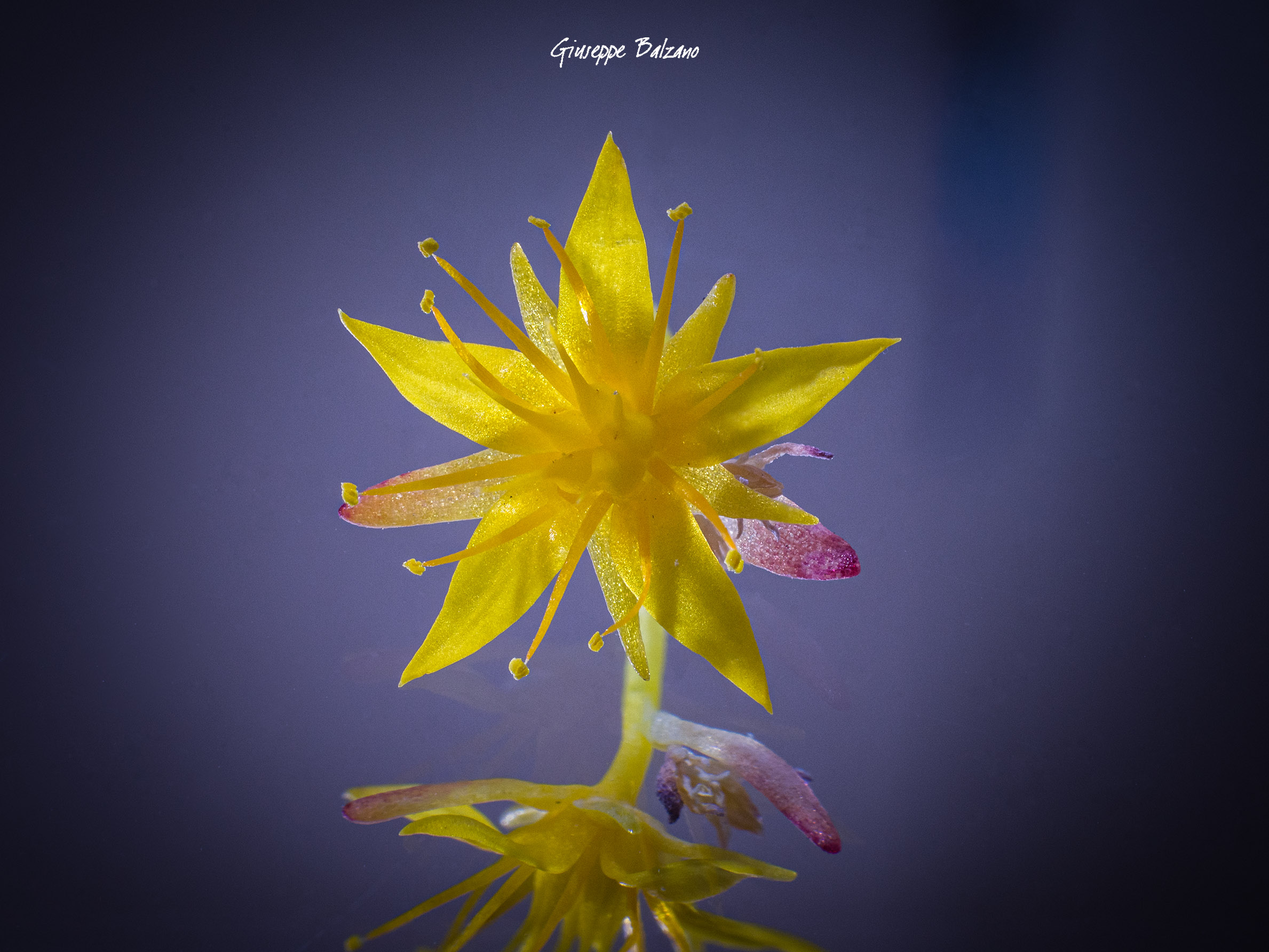 Fiorellino di campo.