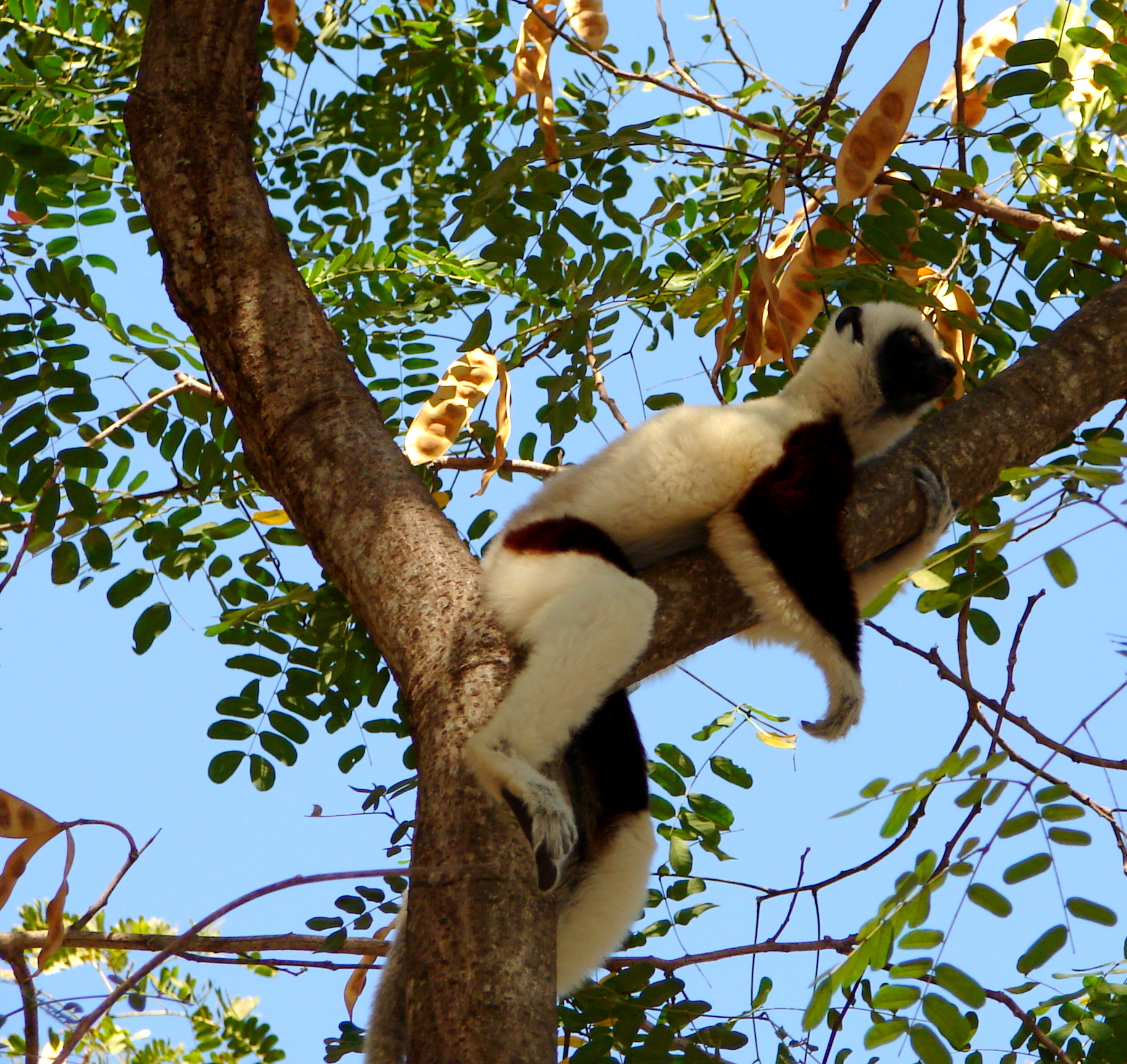 Momento di relax! (Madagascar)