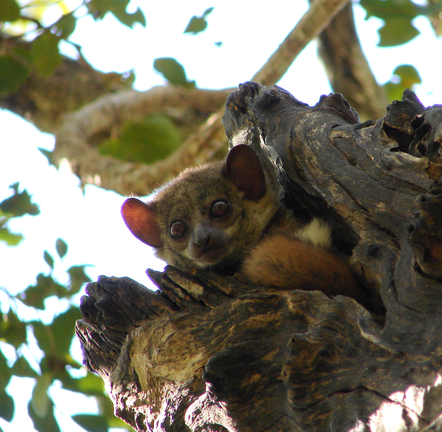 Lemure con la faccia perplessa! (Madagascar)