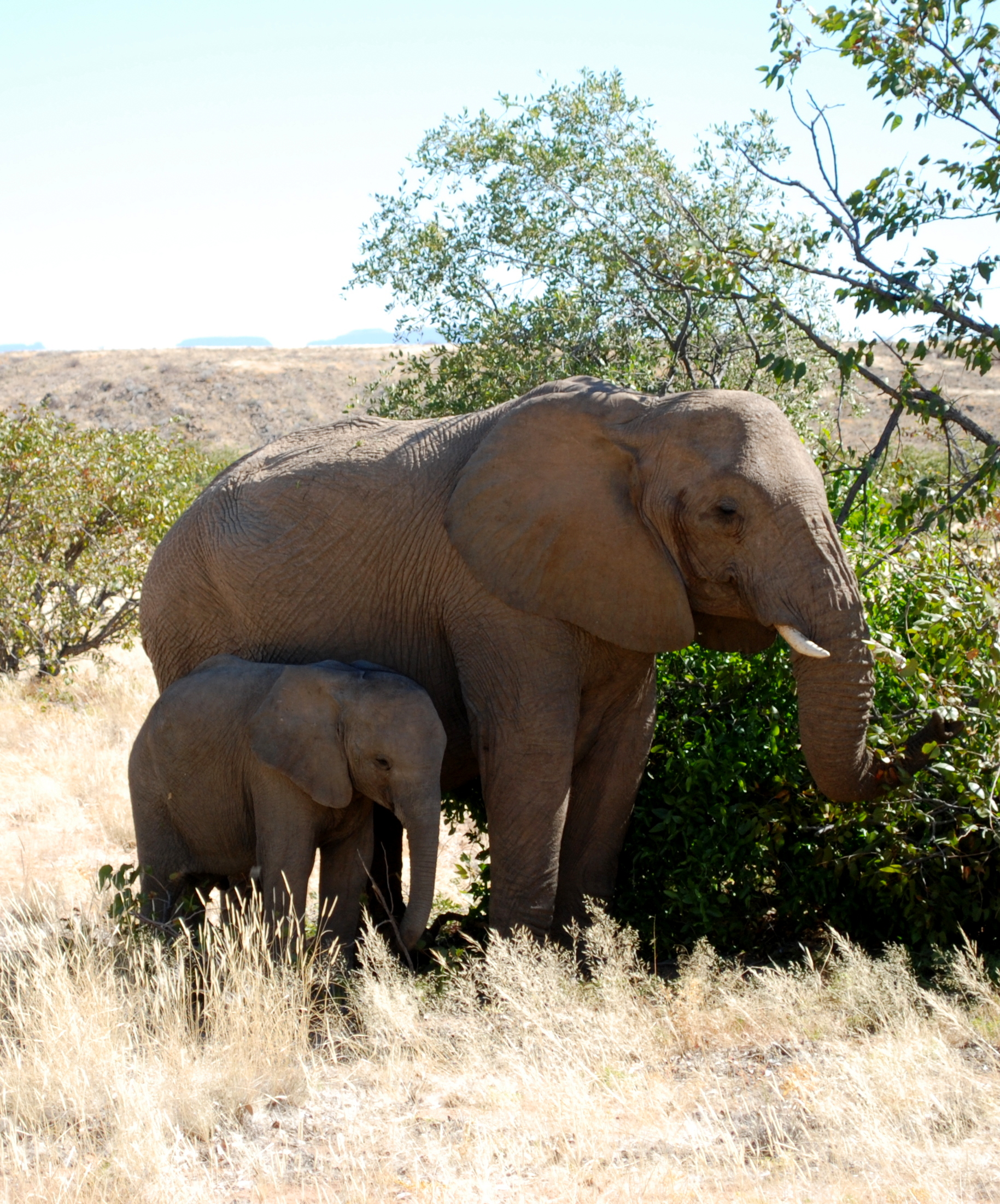 Mamma elefante e il suo cucciolo (Namibia)