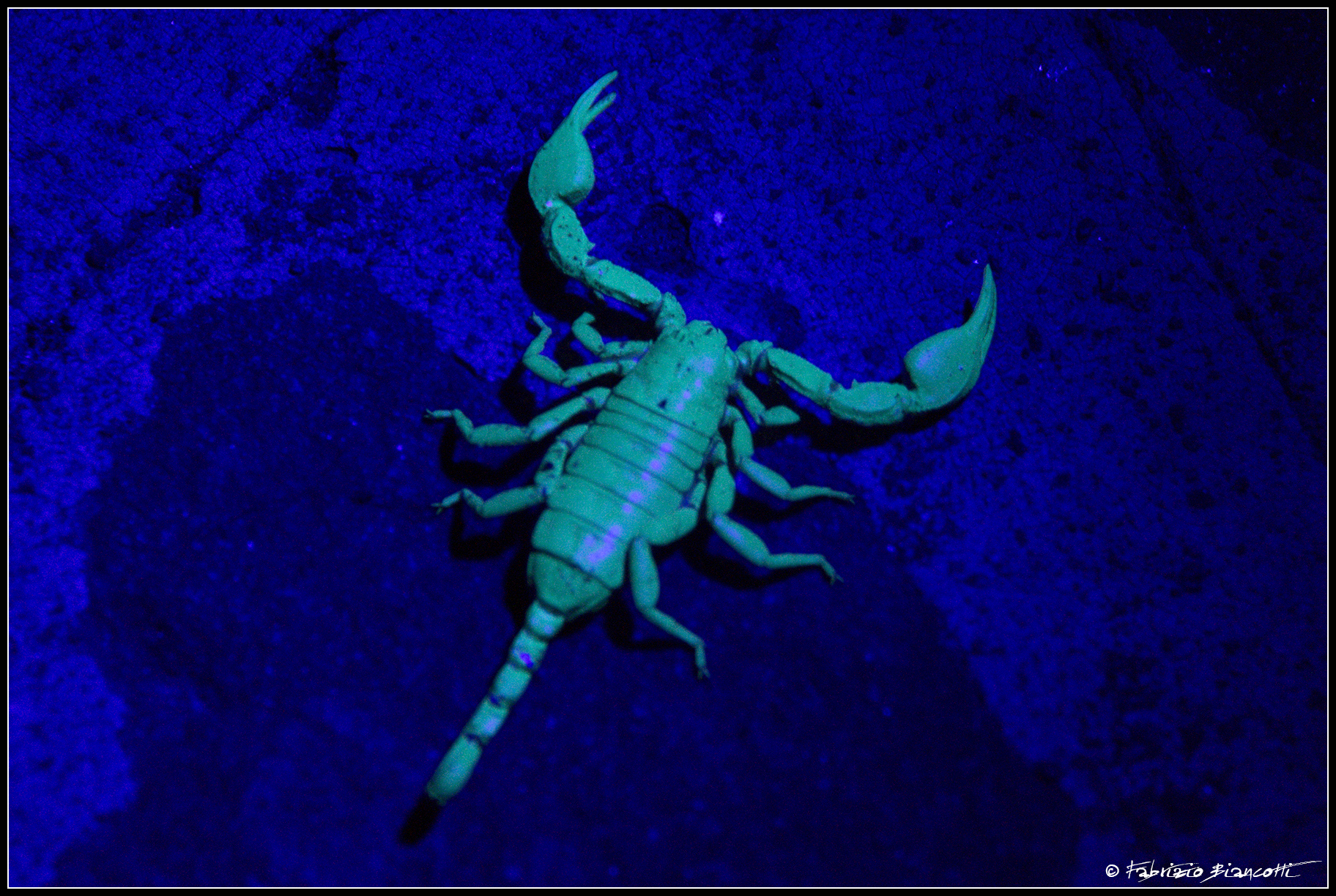 Scorpione ai raggi UV