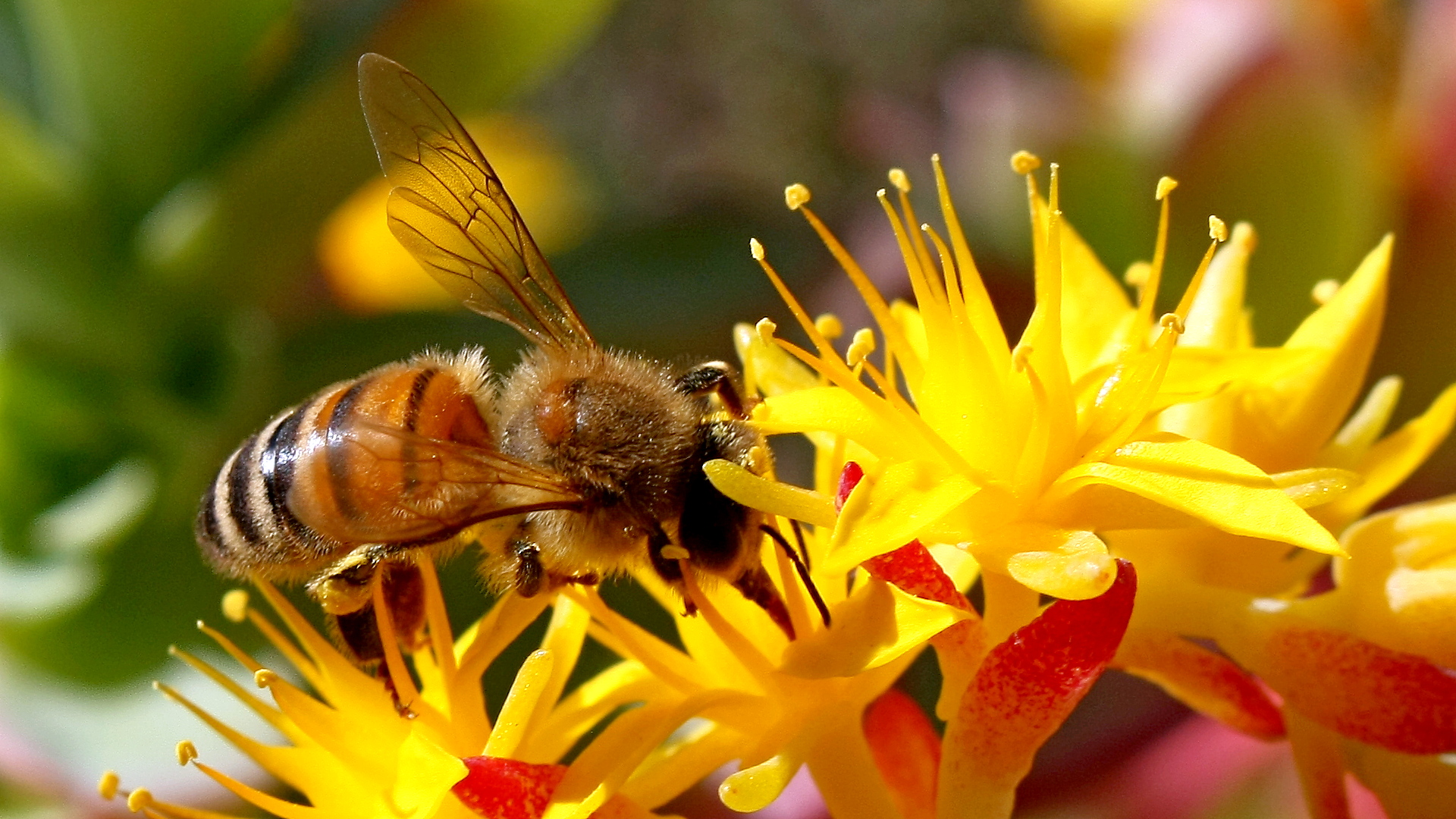 Flower Bee1