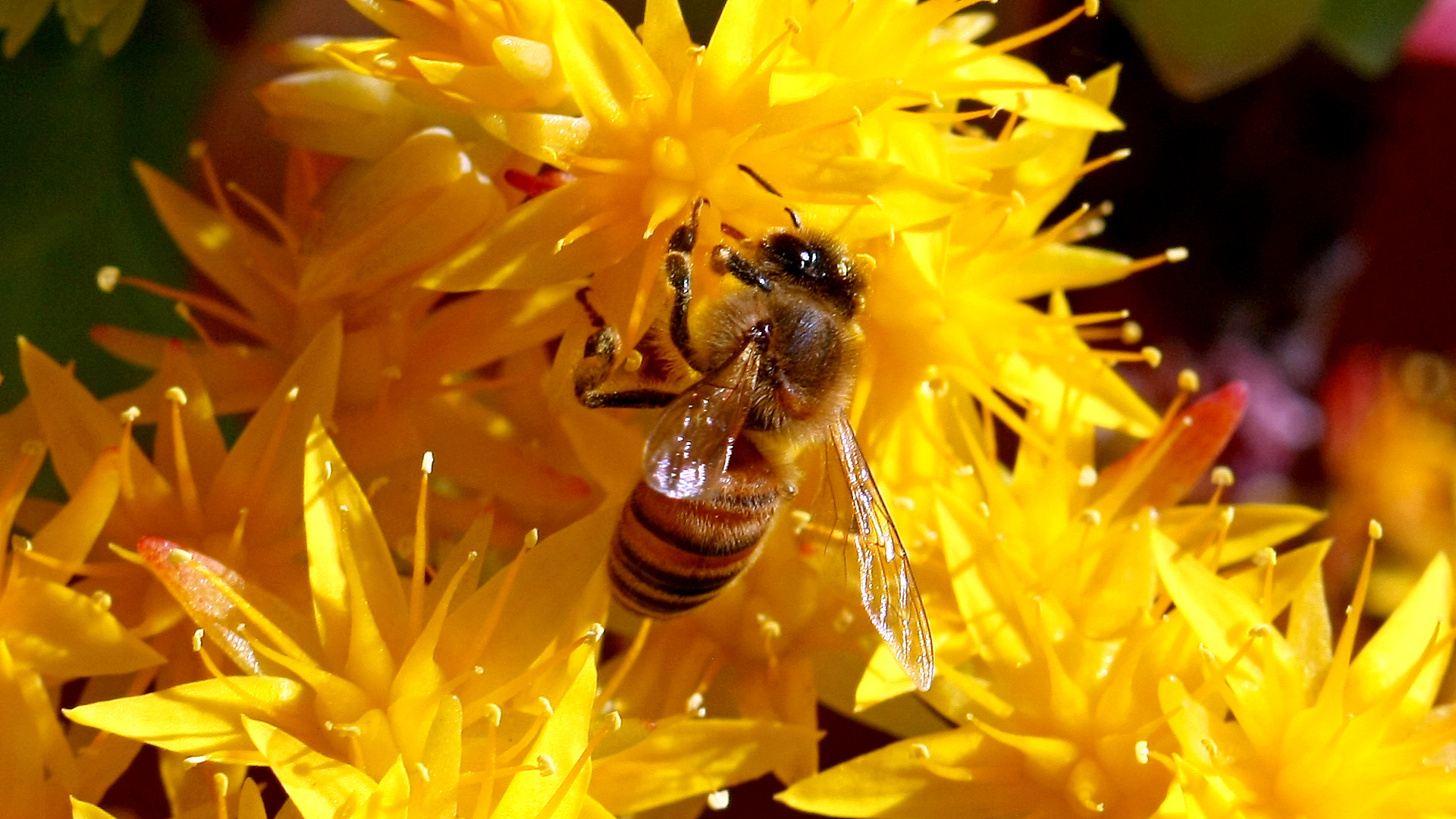 Flower Bee3