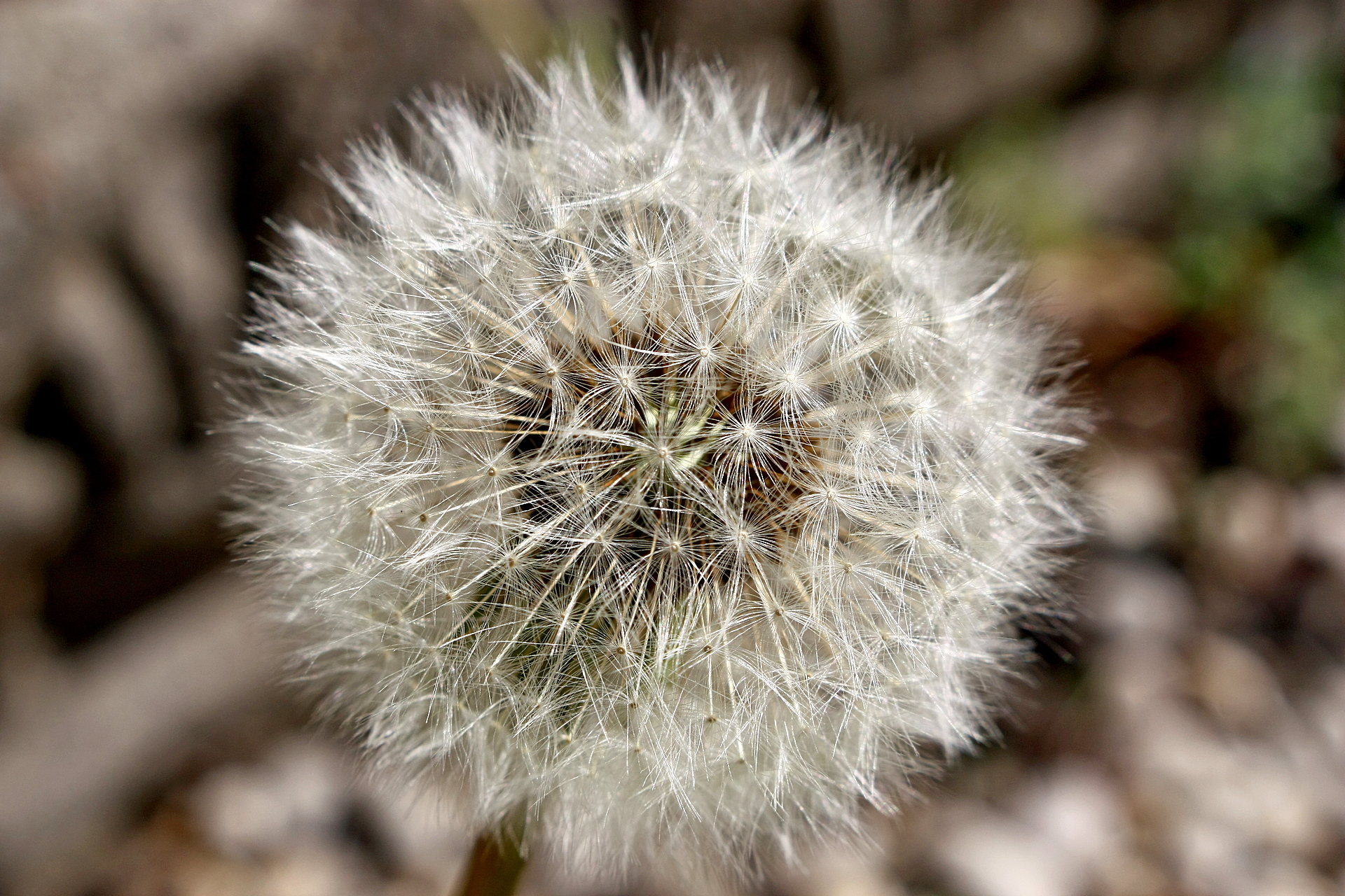 Dandelion