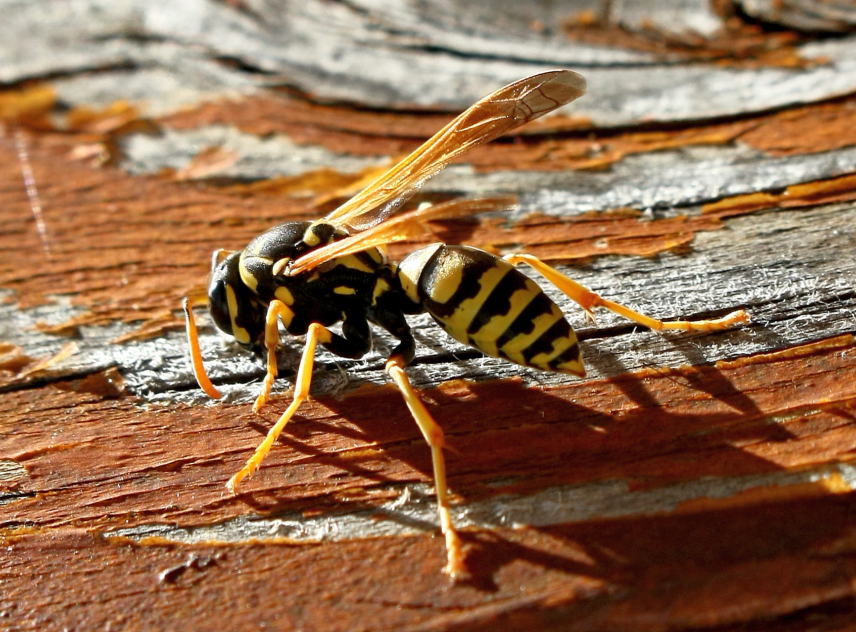 Wasp1