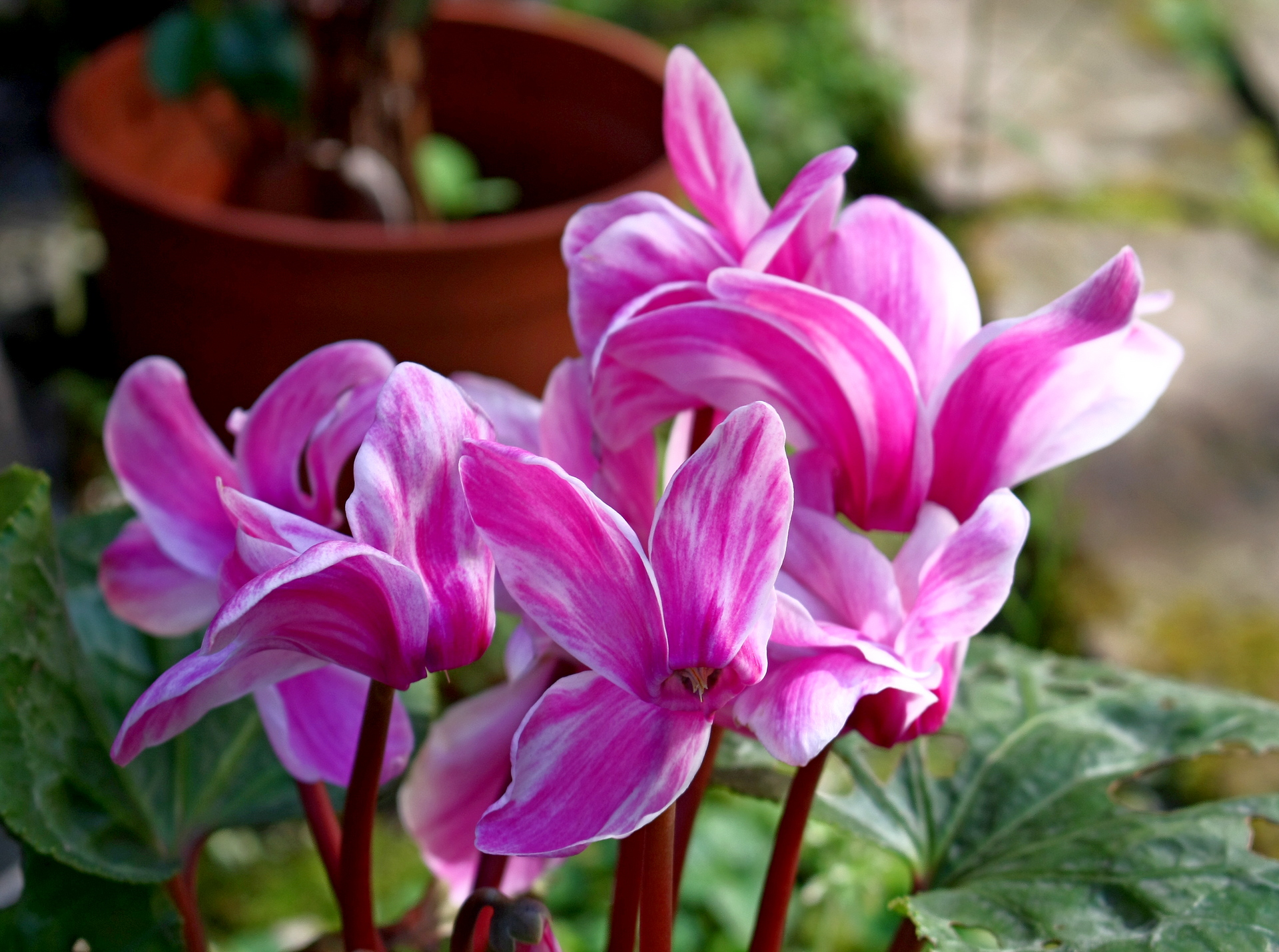 Cyclamen
