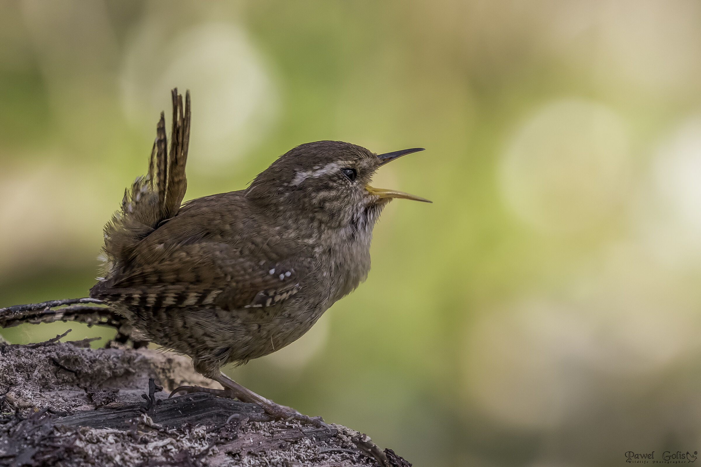 Wren eurasiatico ( Troglodytes troglodytes)