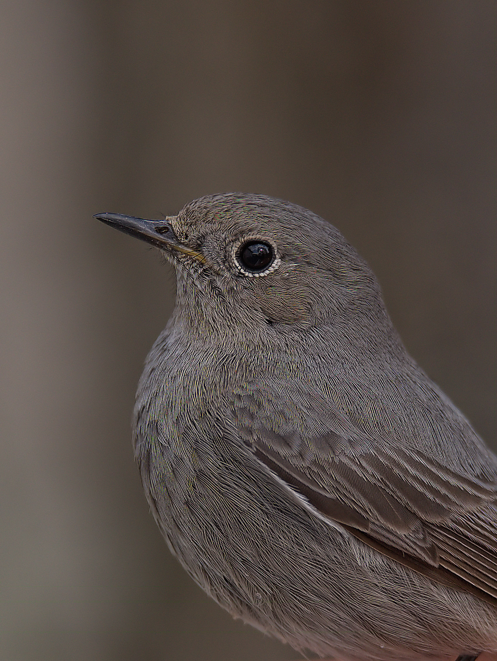 Codirosso chimney sweep female