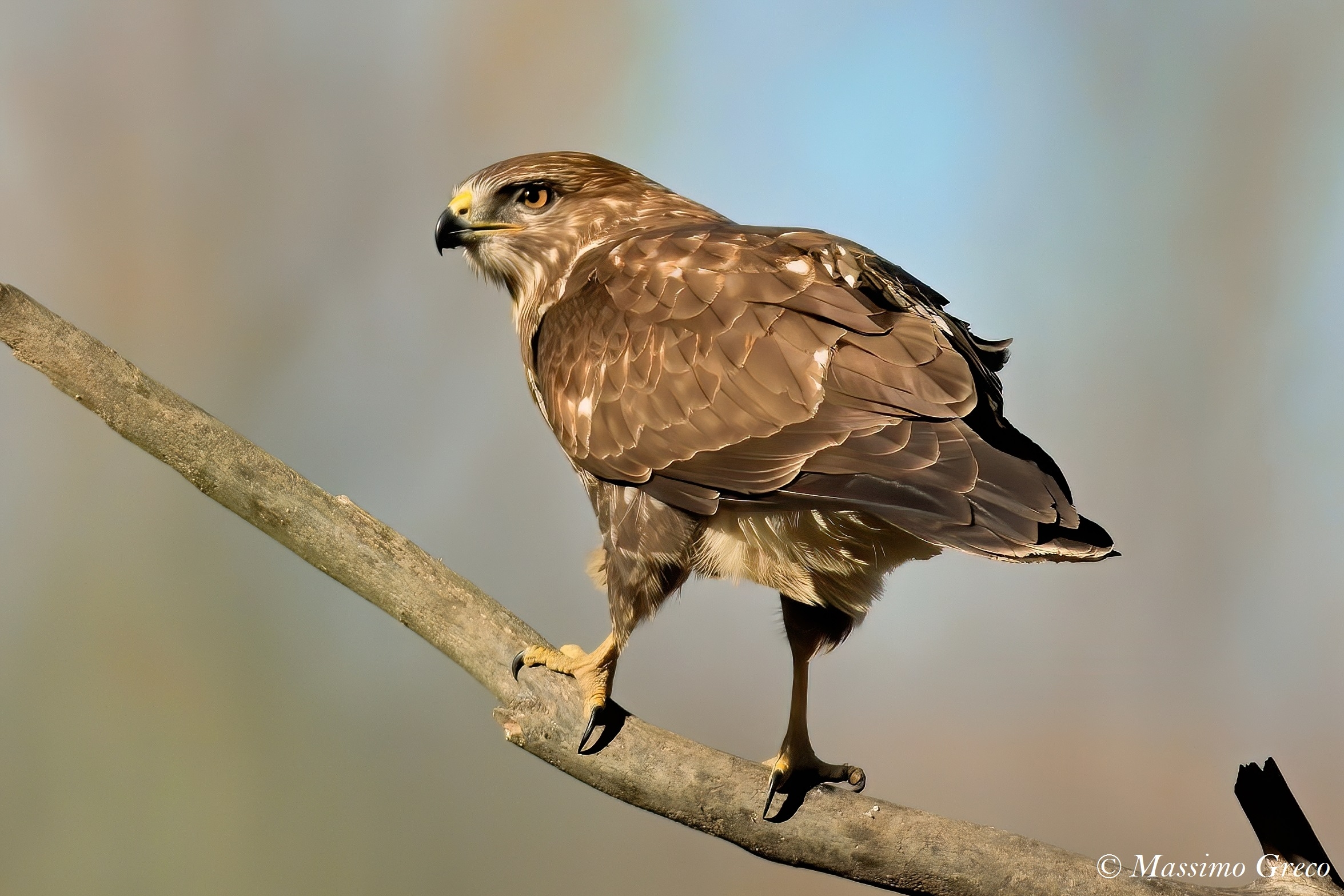 Poiana comune (Buteo buteo)
