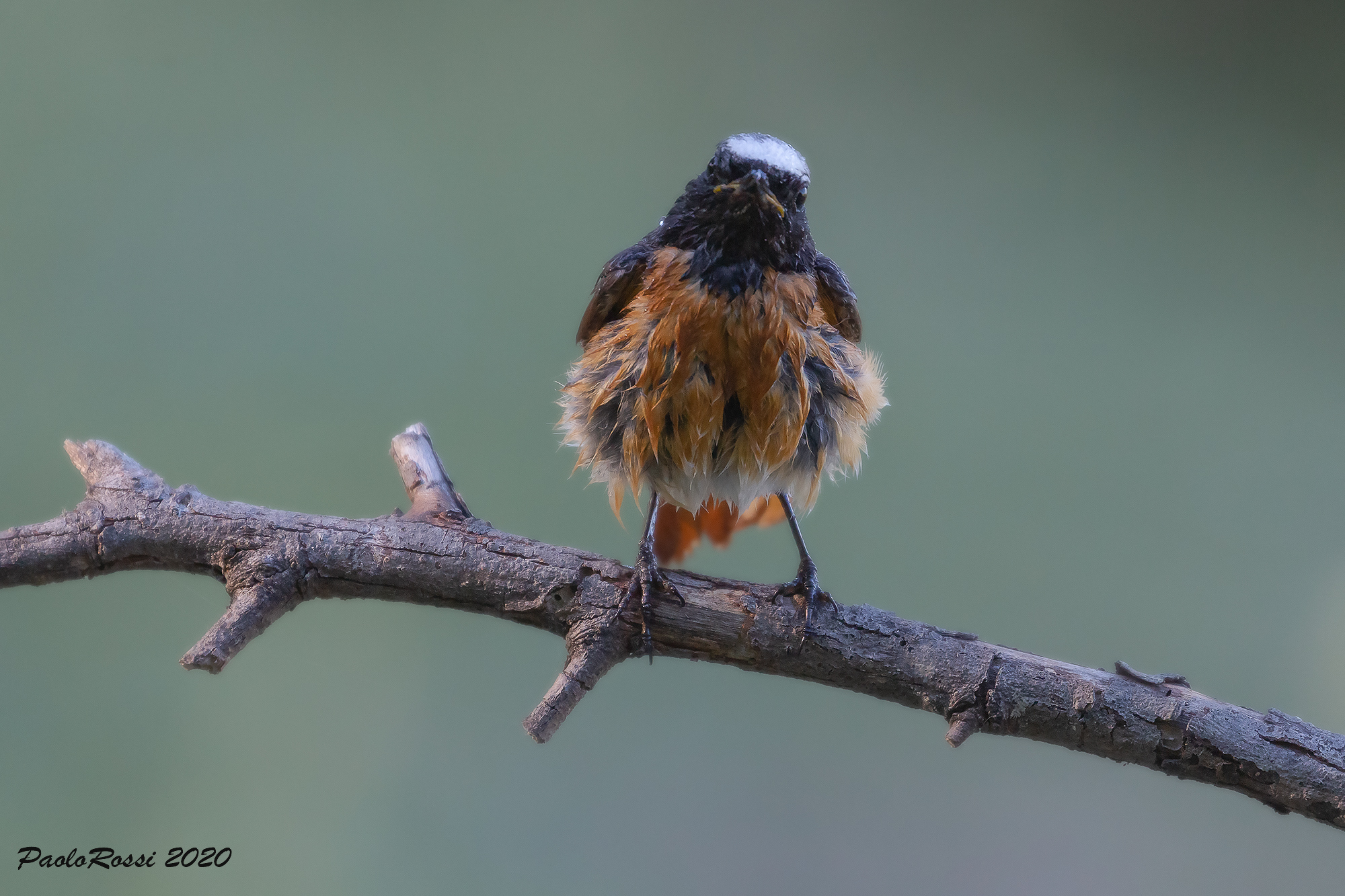 Codirosso after the bath