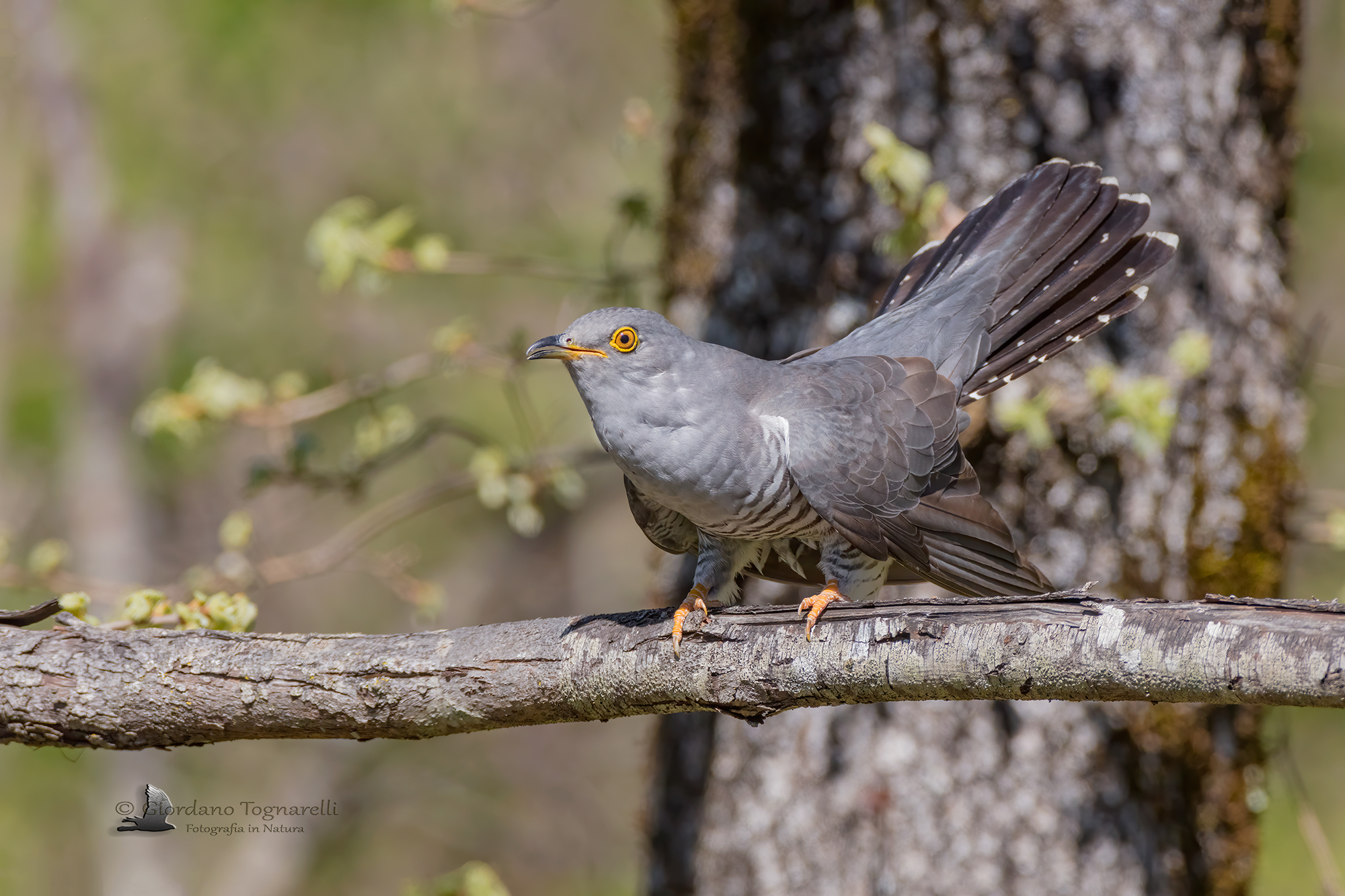 Cuckoo