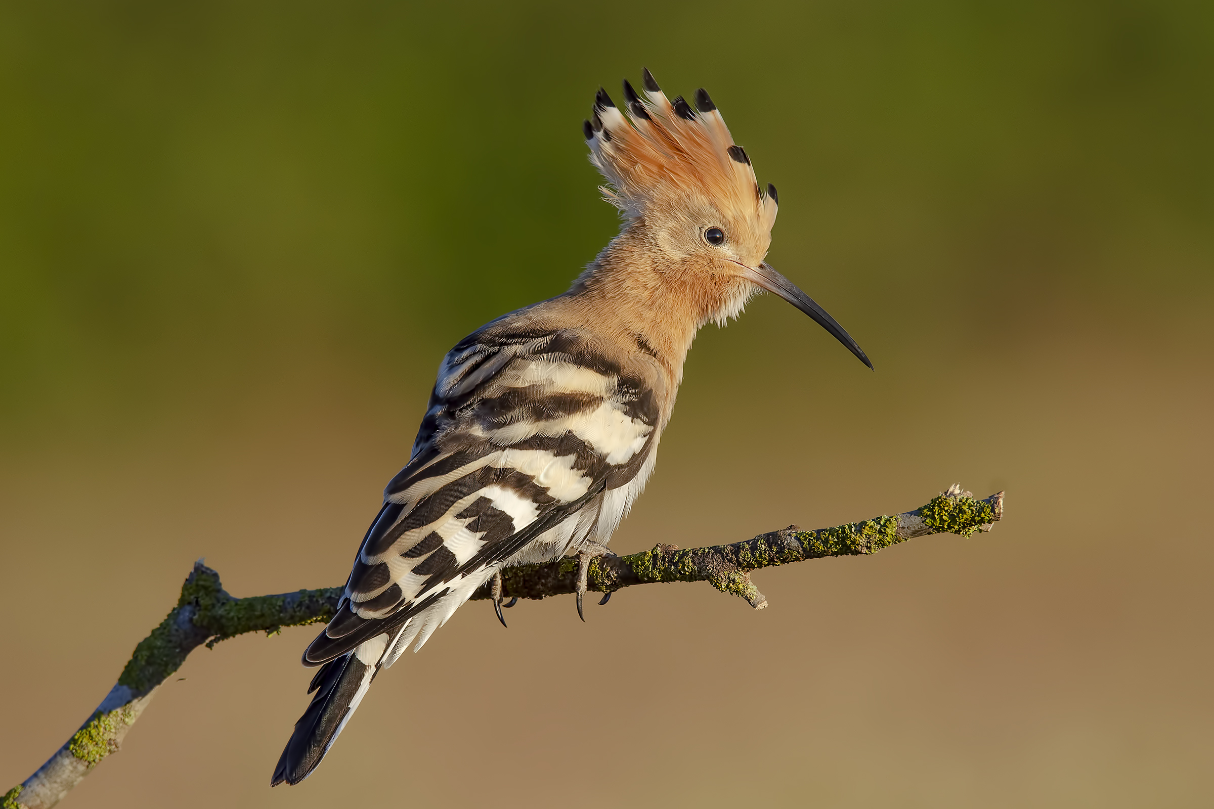 Hoopoe