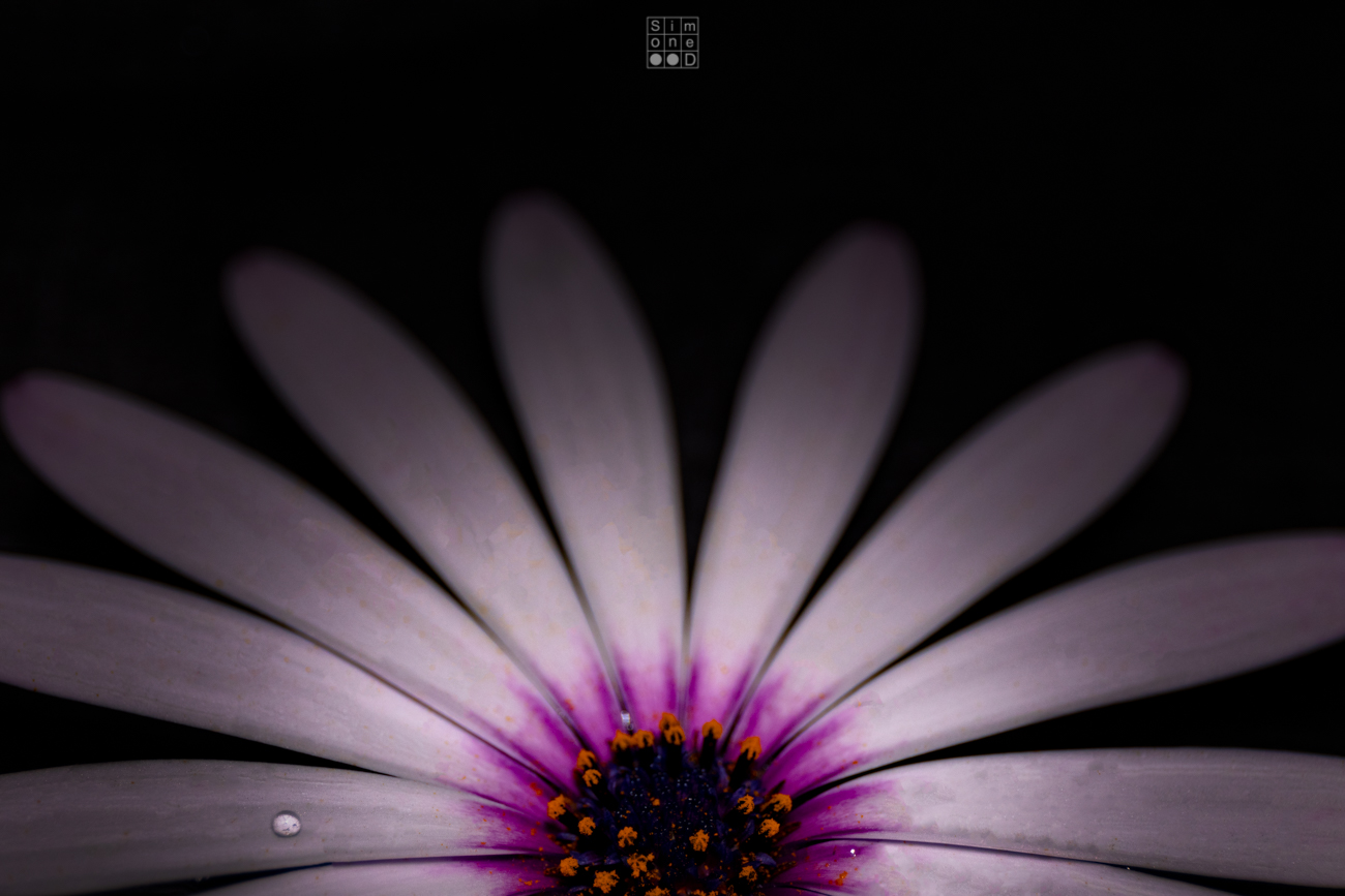 Fiore dopo fiore, inizia la primavera...