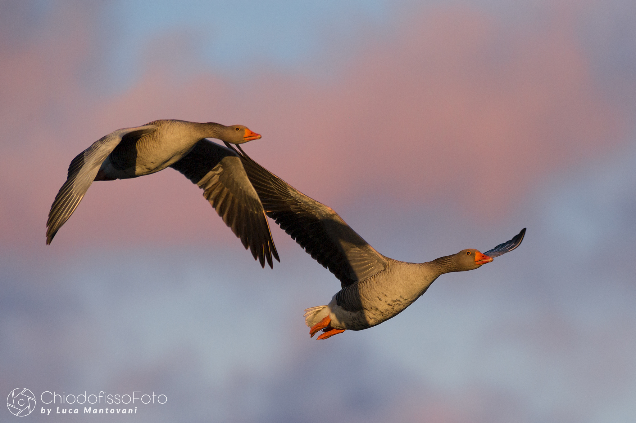 Oche sul far del tramonto