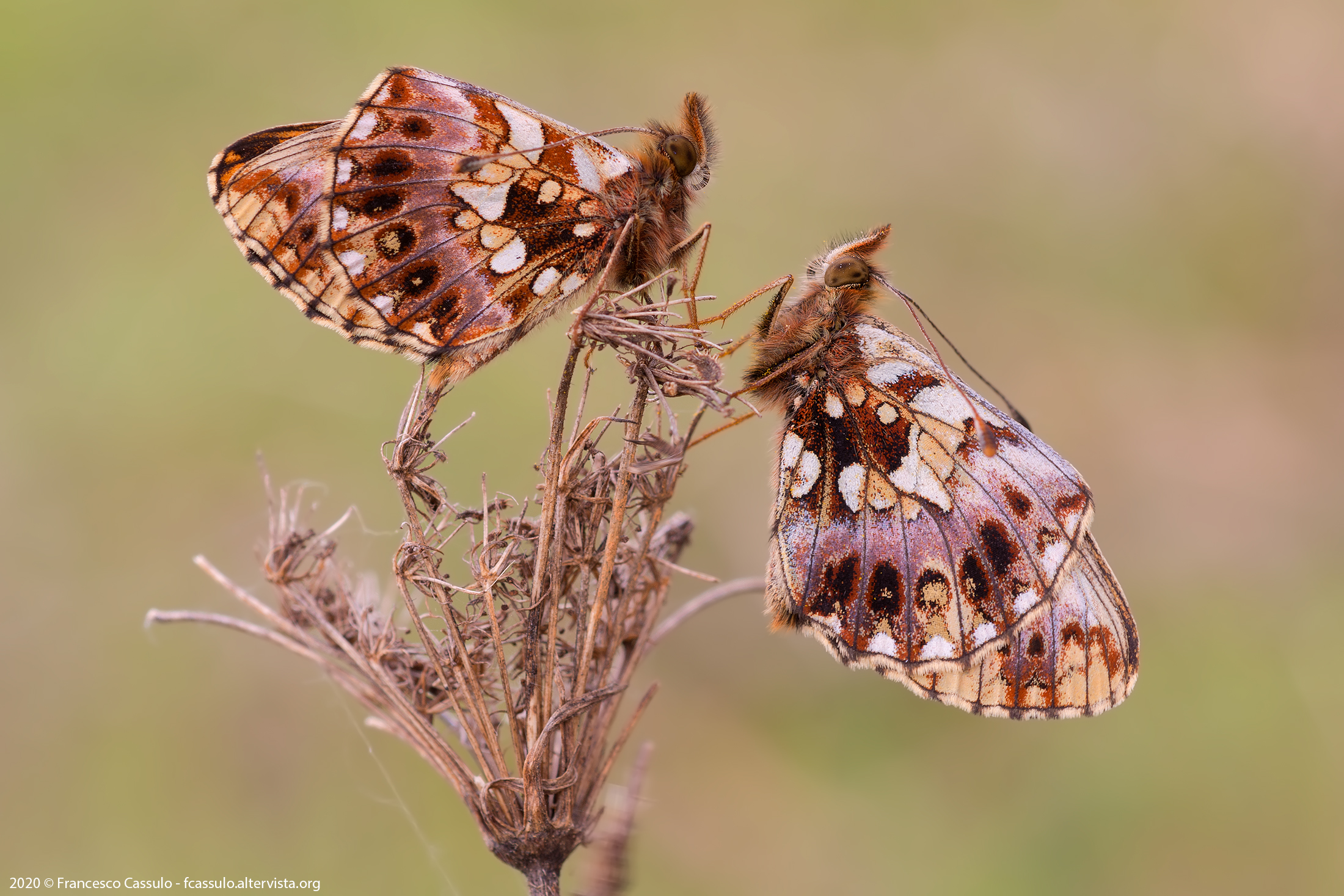 Boloria dia Linnaeus, 1767