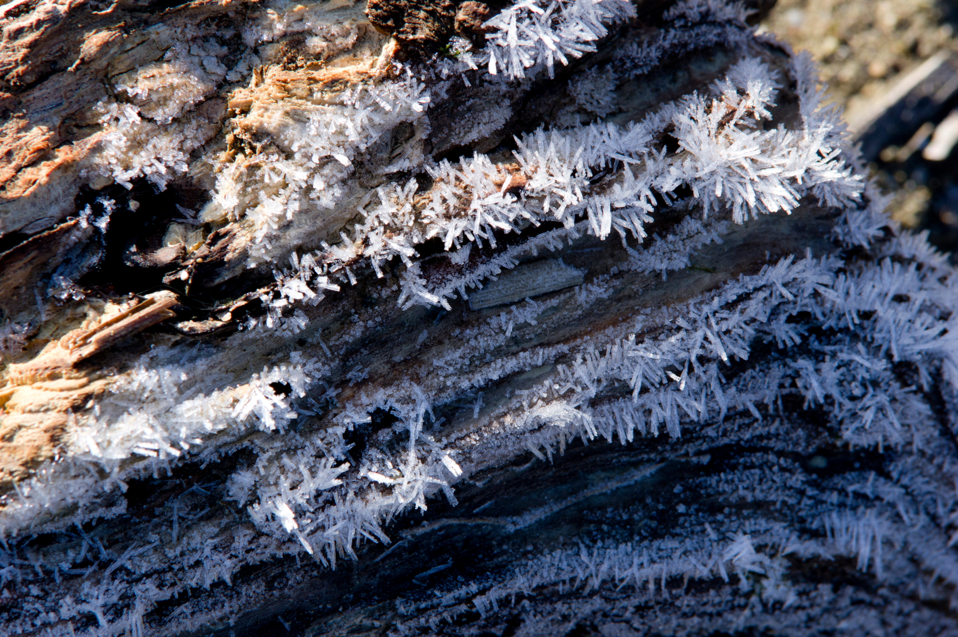 cristalli di ghiaccio su legno caduto