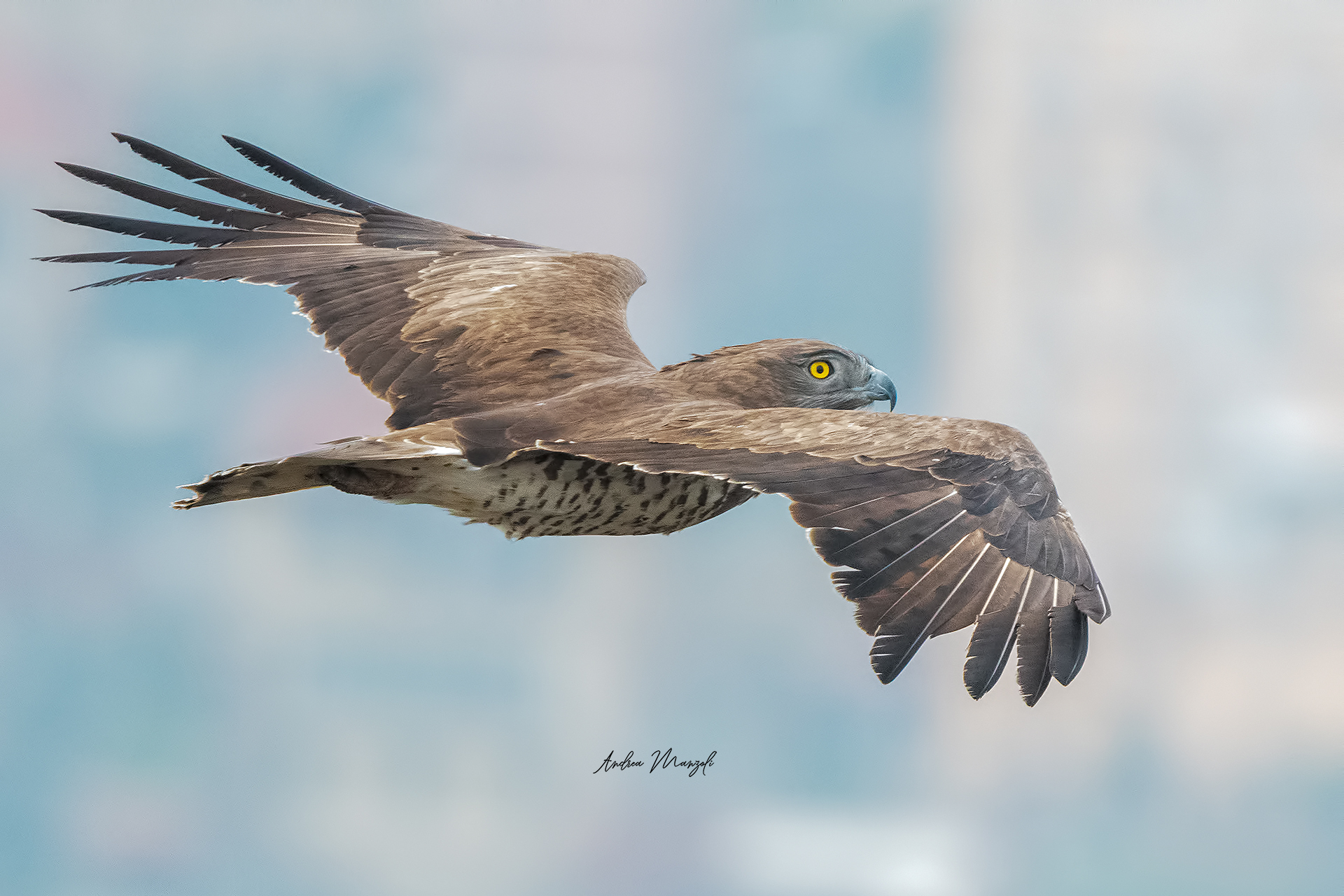 Biancone della Val Polcevera