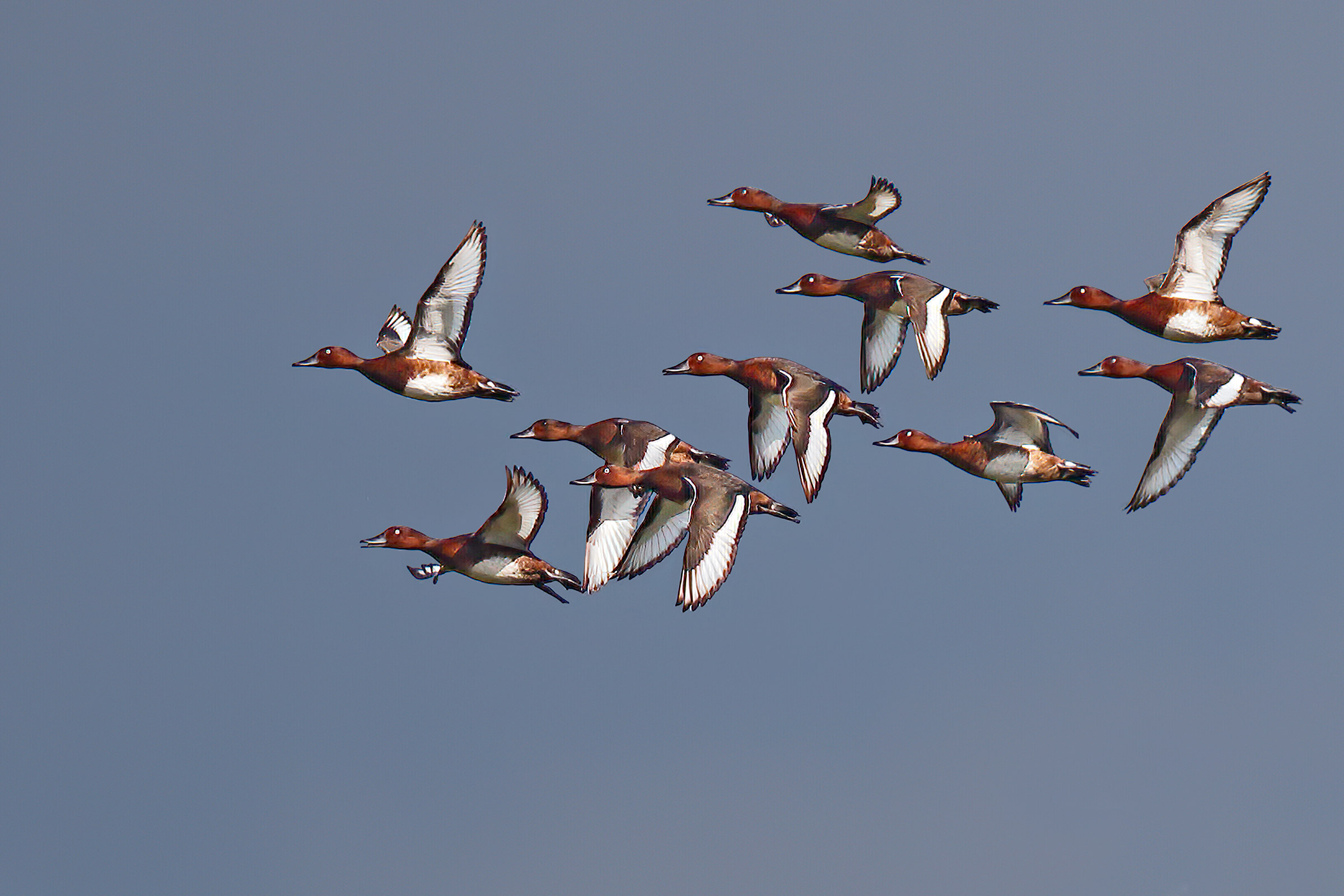 Moretta tabaccata (corteggiamento)