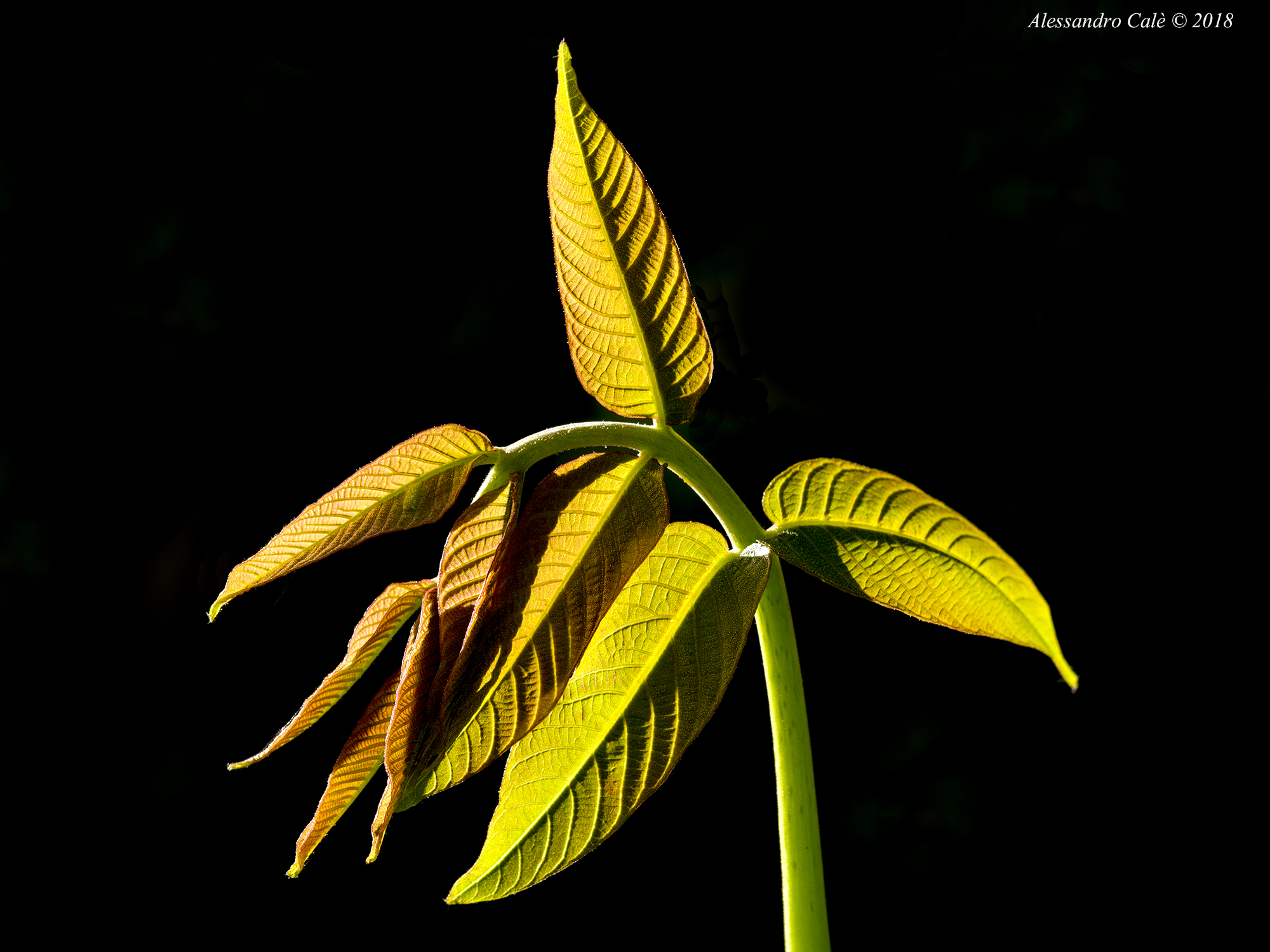 I germogli del noce 6479