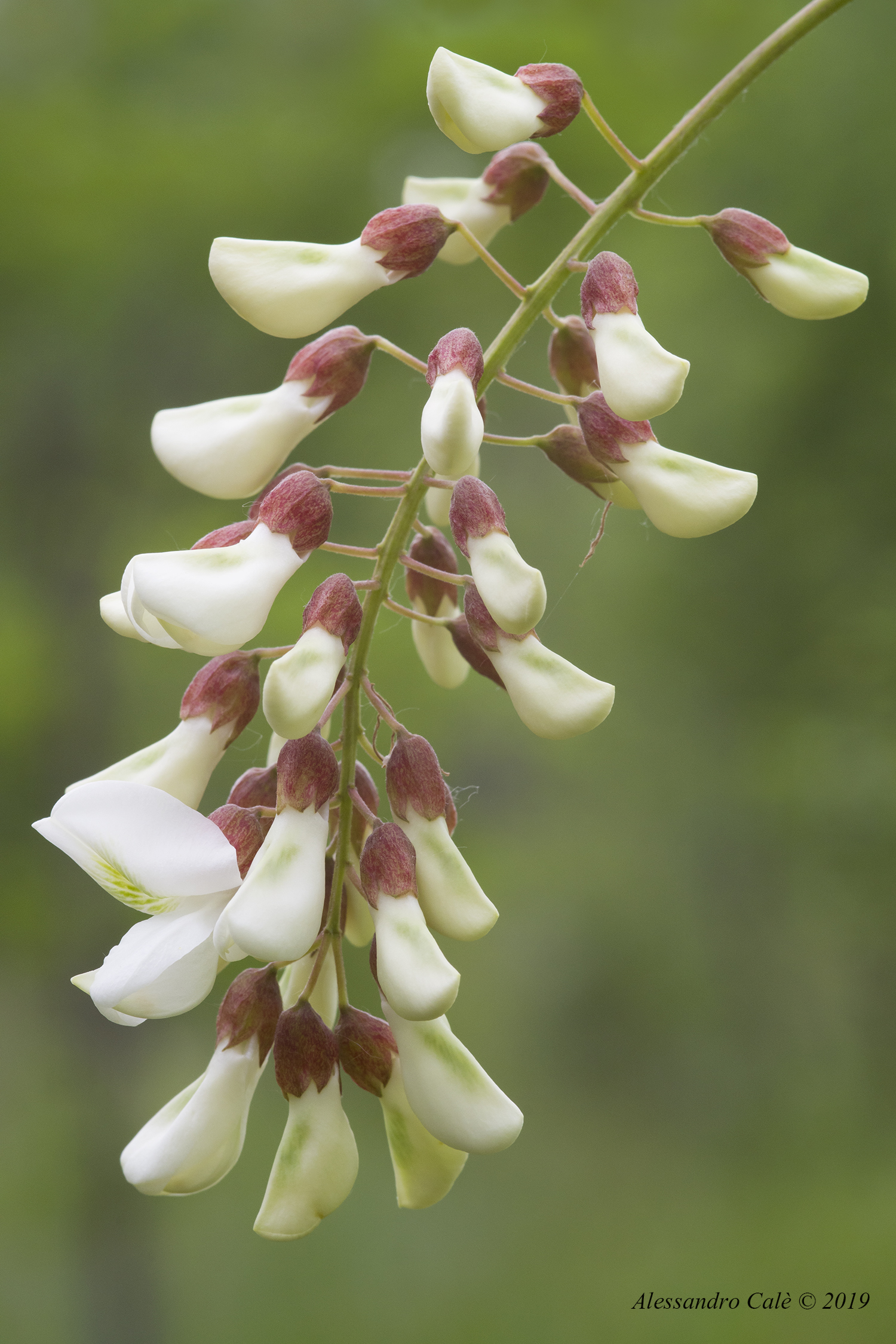 Robinia fiori di acacia 0554