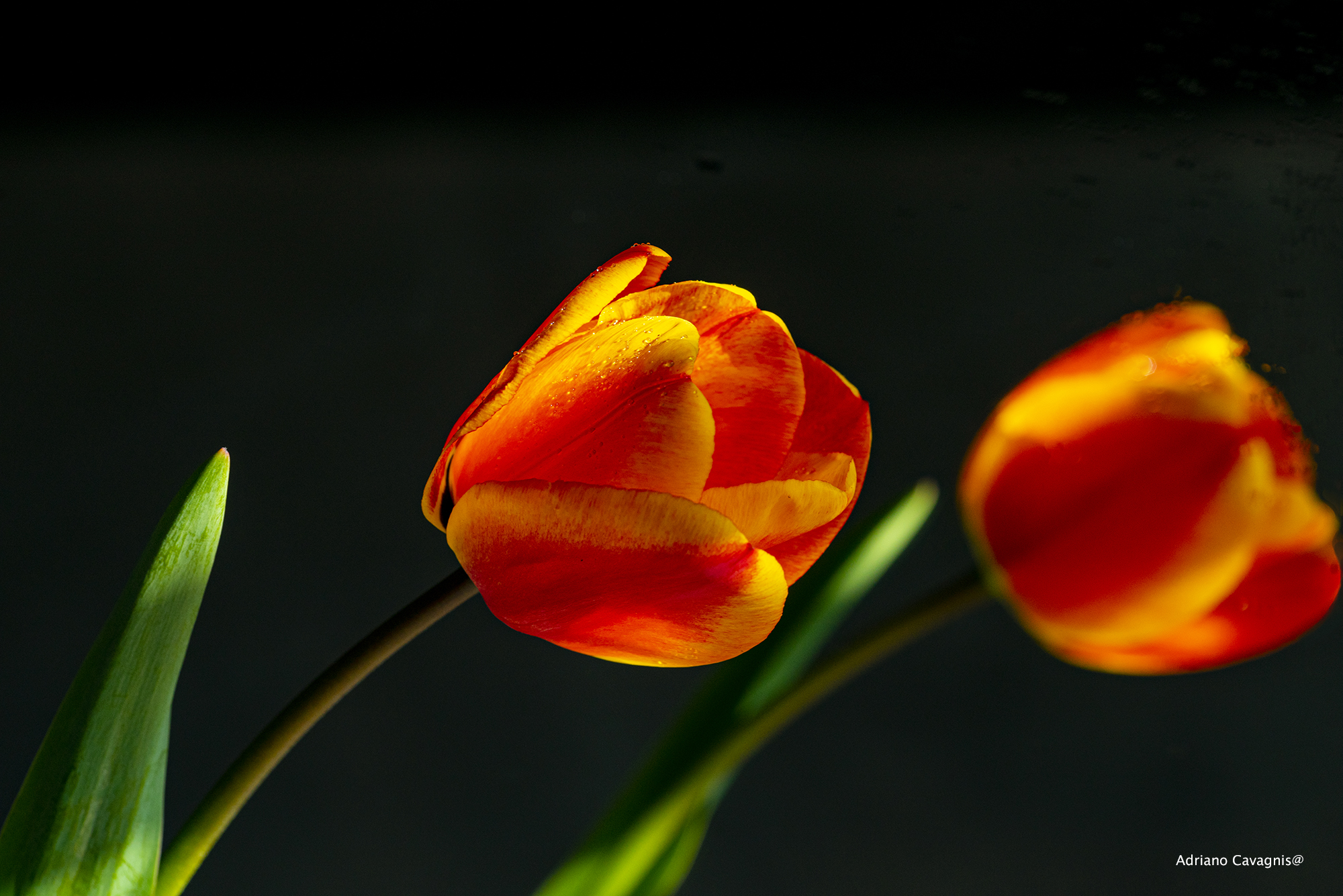 Tulipani che si specchiano