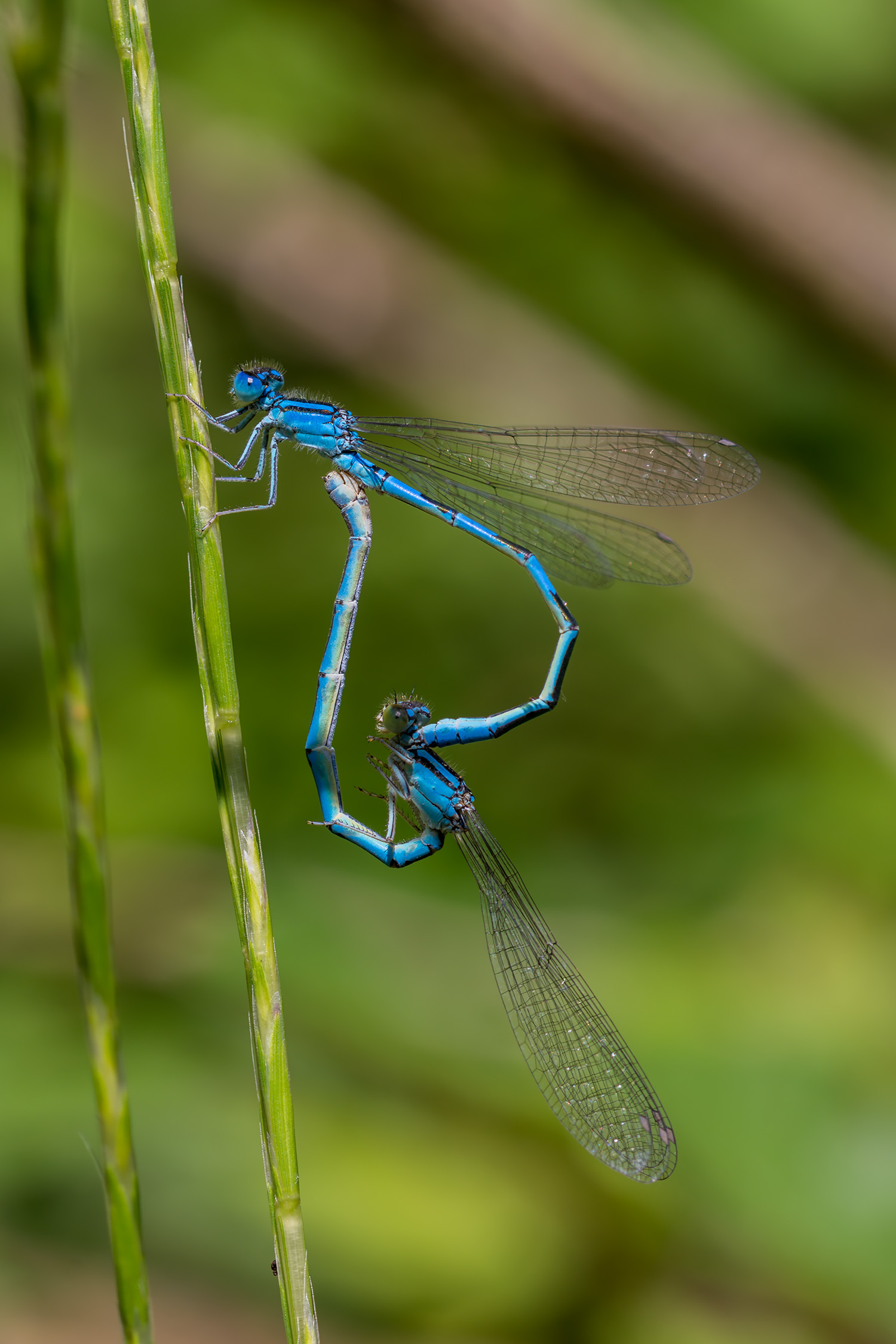 Bridesmaids in love.