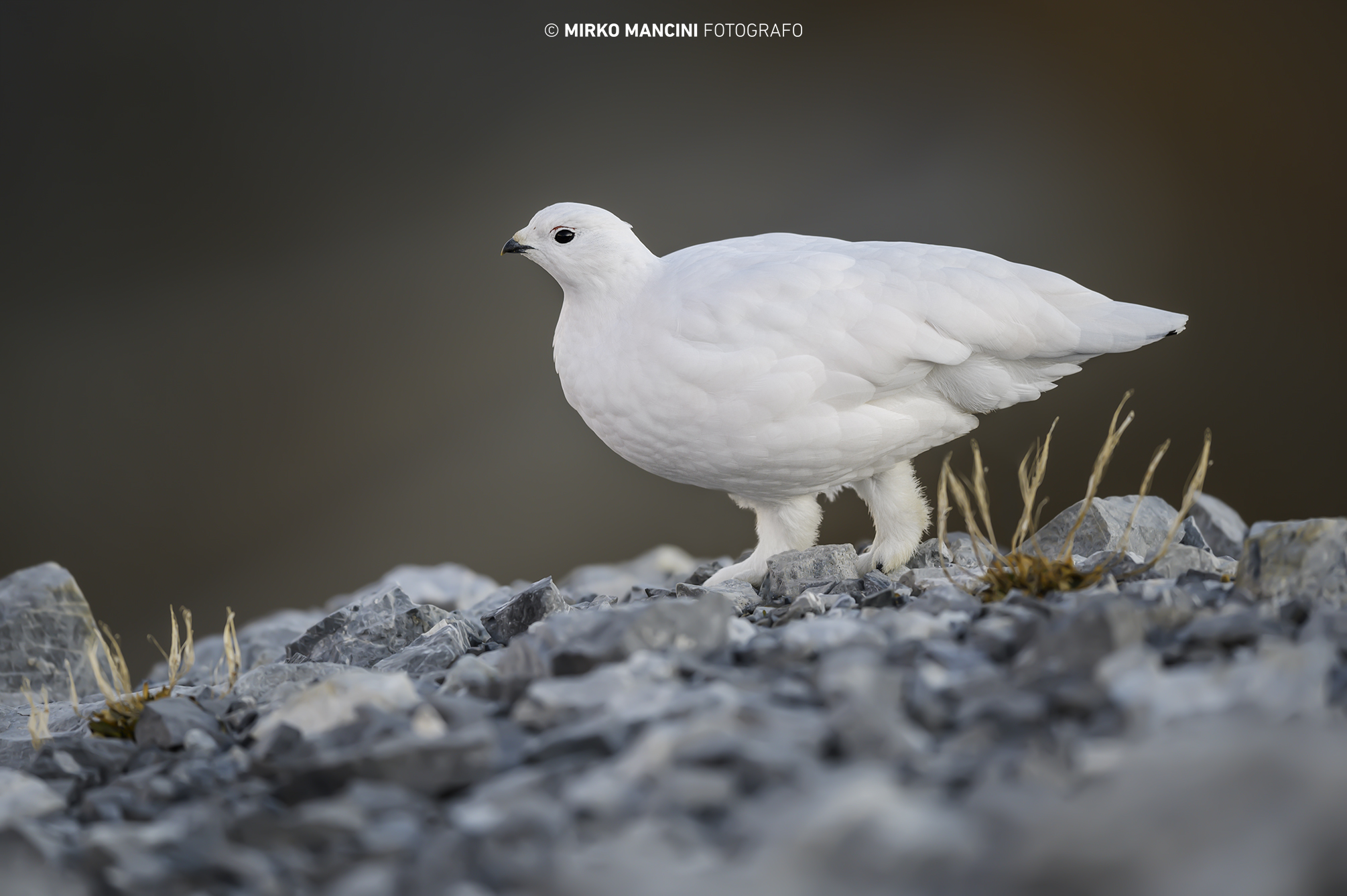 L'eleganza della Pernice Bianca.