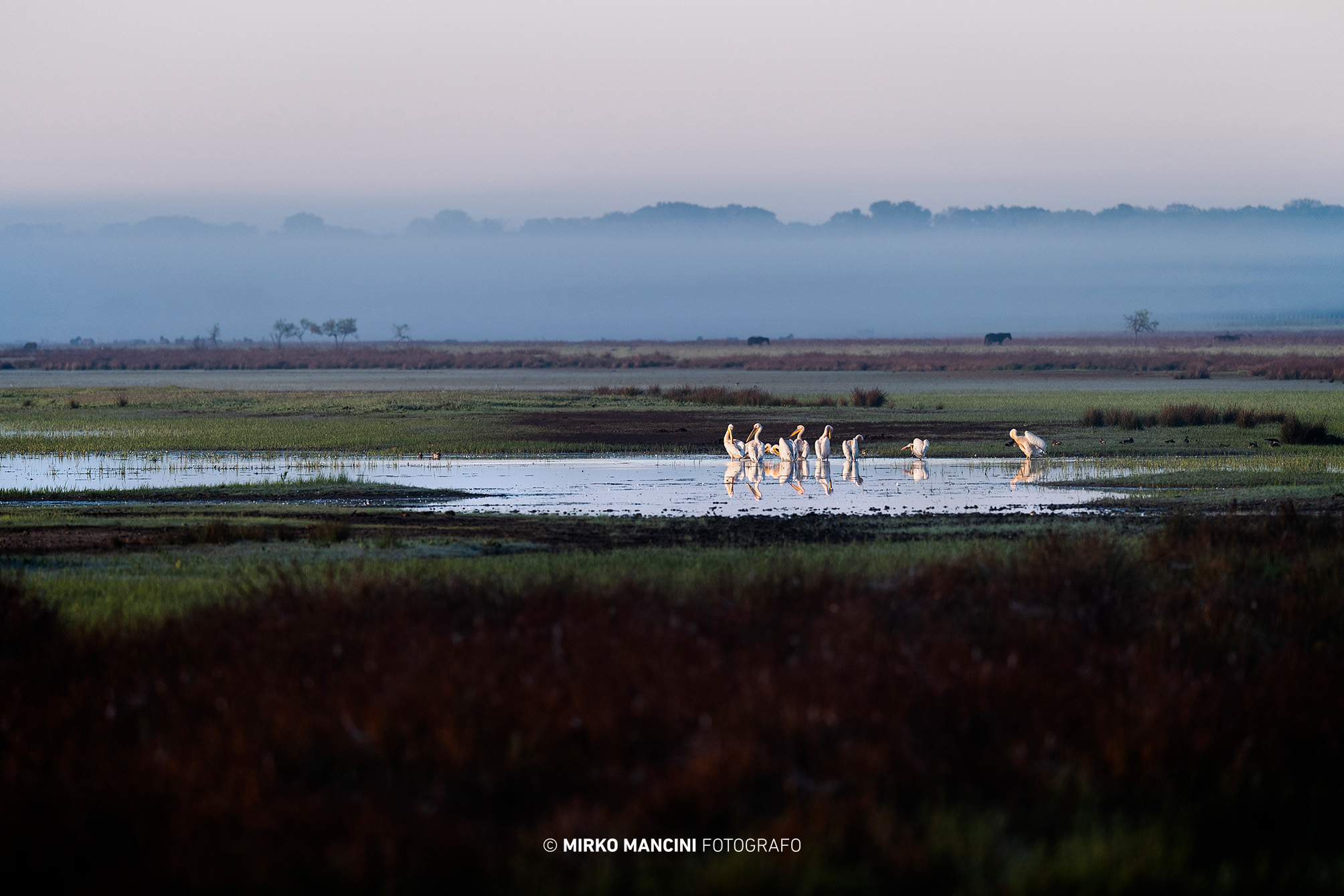 Sul Delta del Danubio con Pellicani.