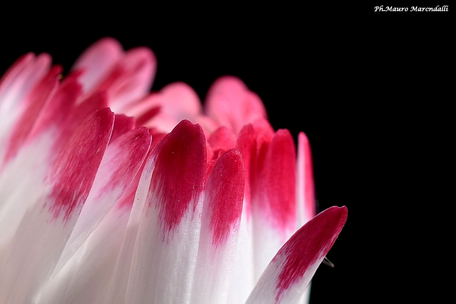 Queen Margaret's Crown