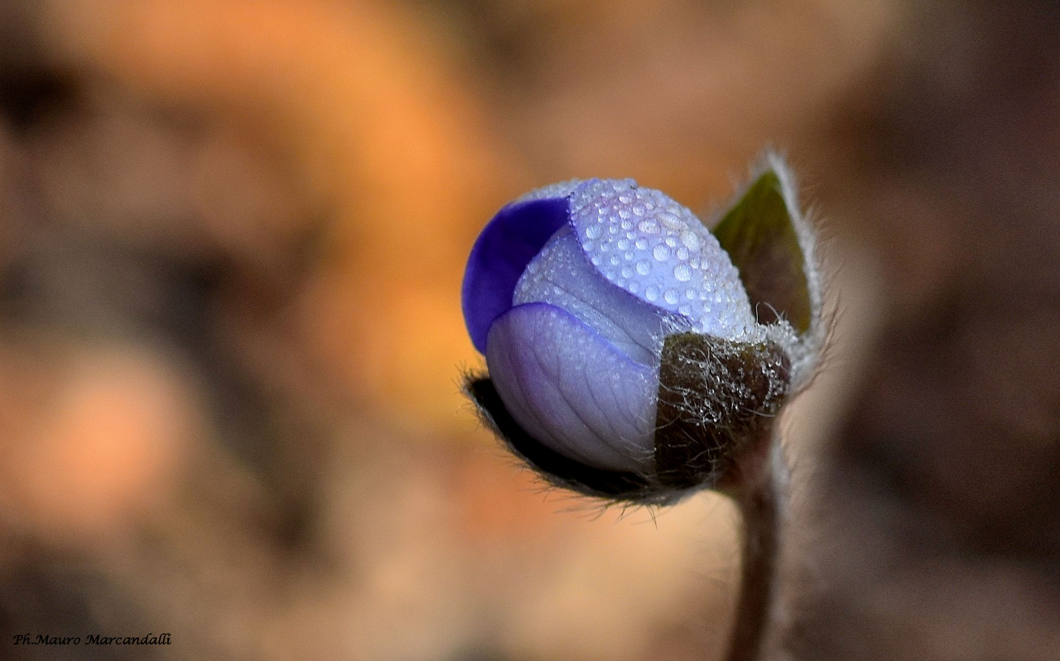 It wasn't spring yet