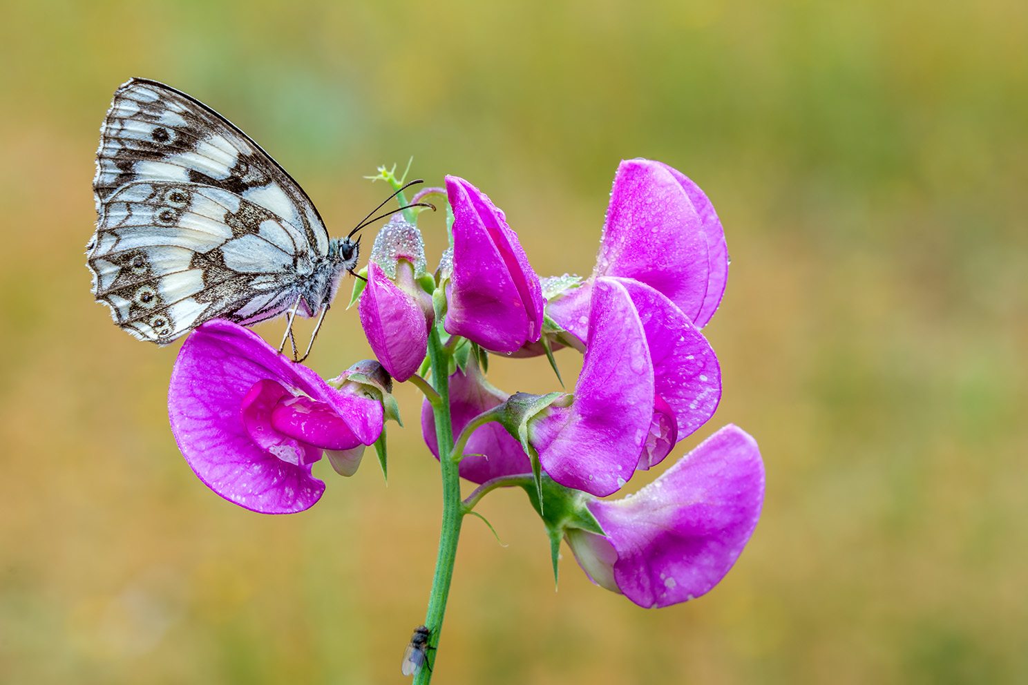 Melanargia galatea