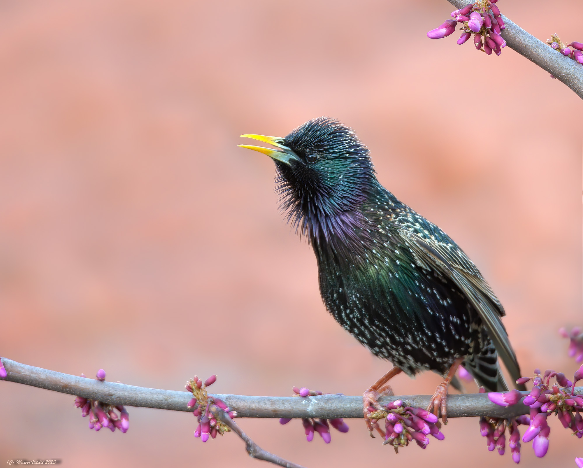 Sturnus vulgaris