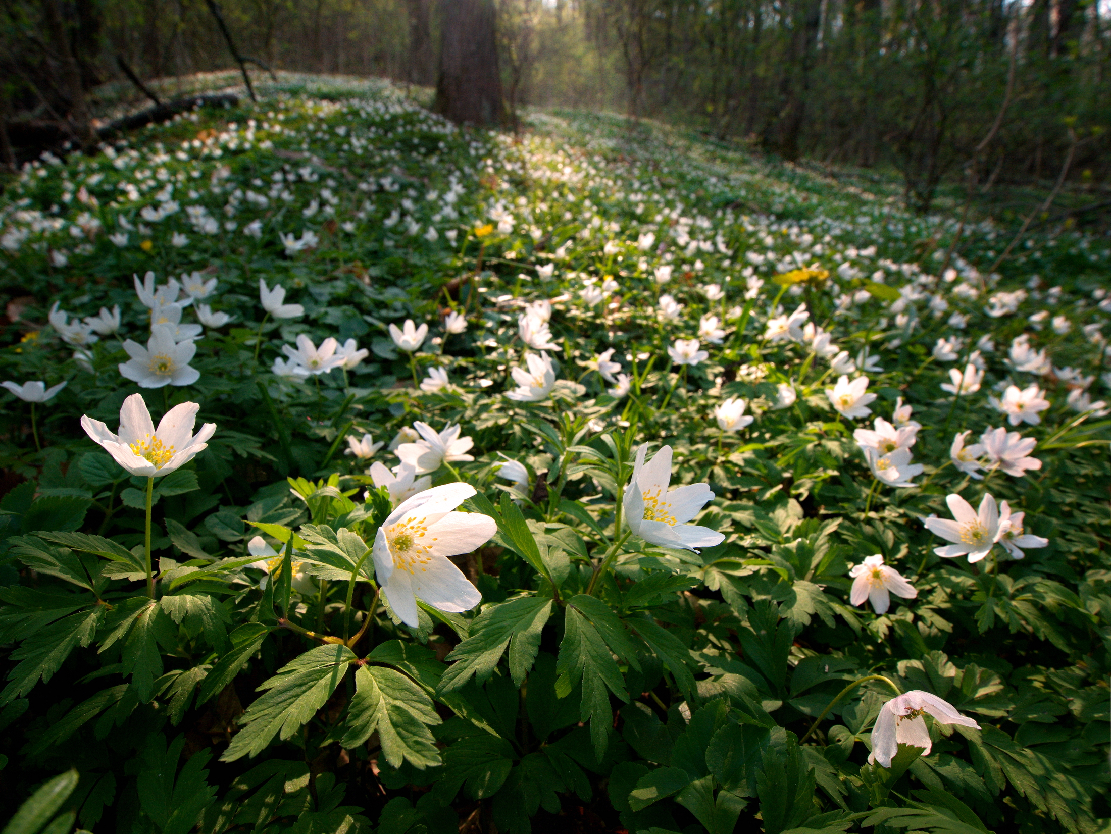 Anemones in the woods