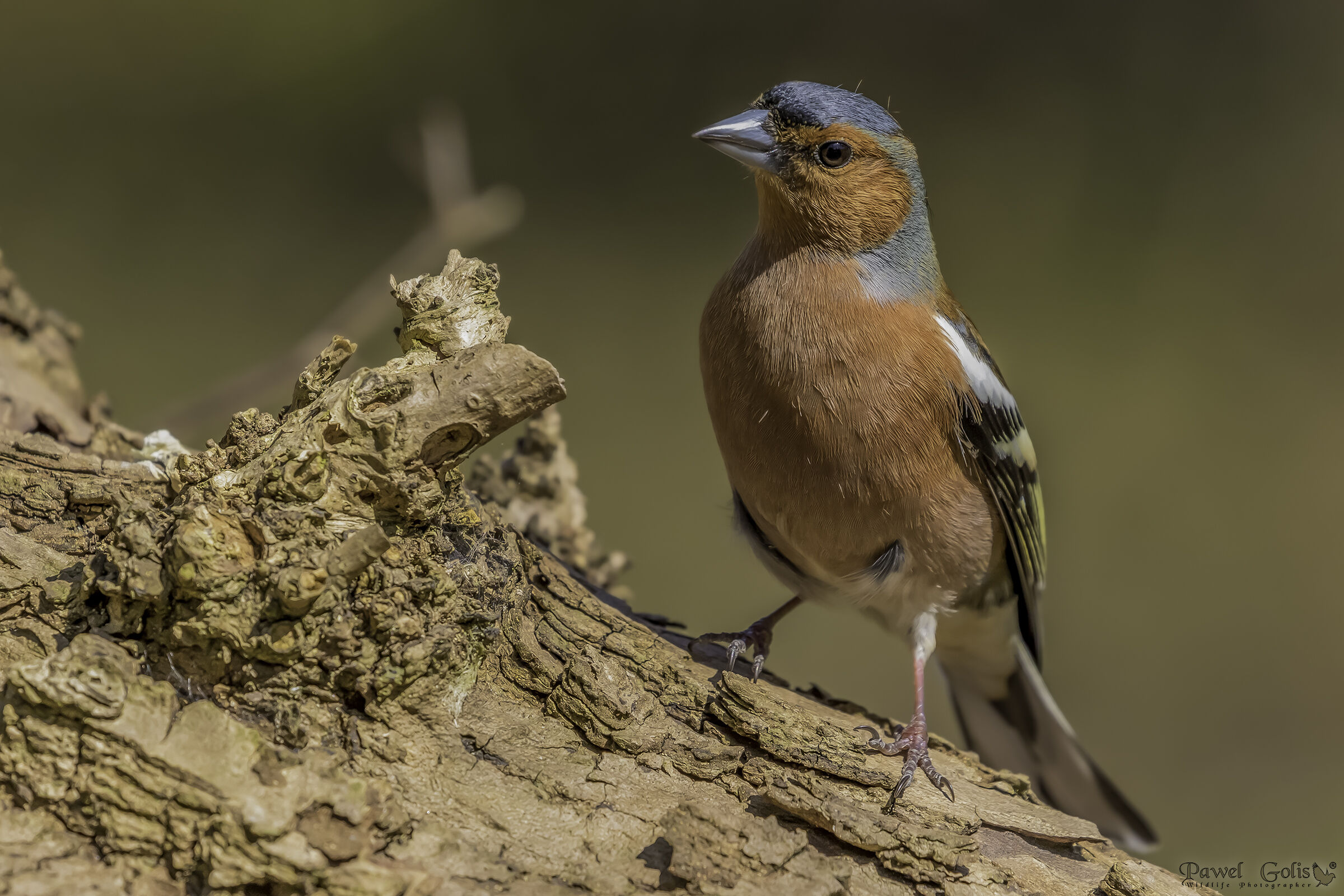 Chaffinch comune (Fringilla coelebs)
